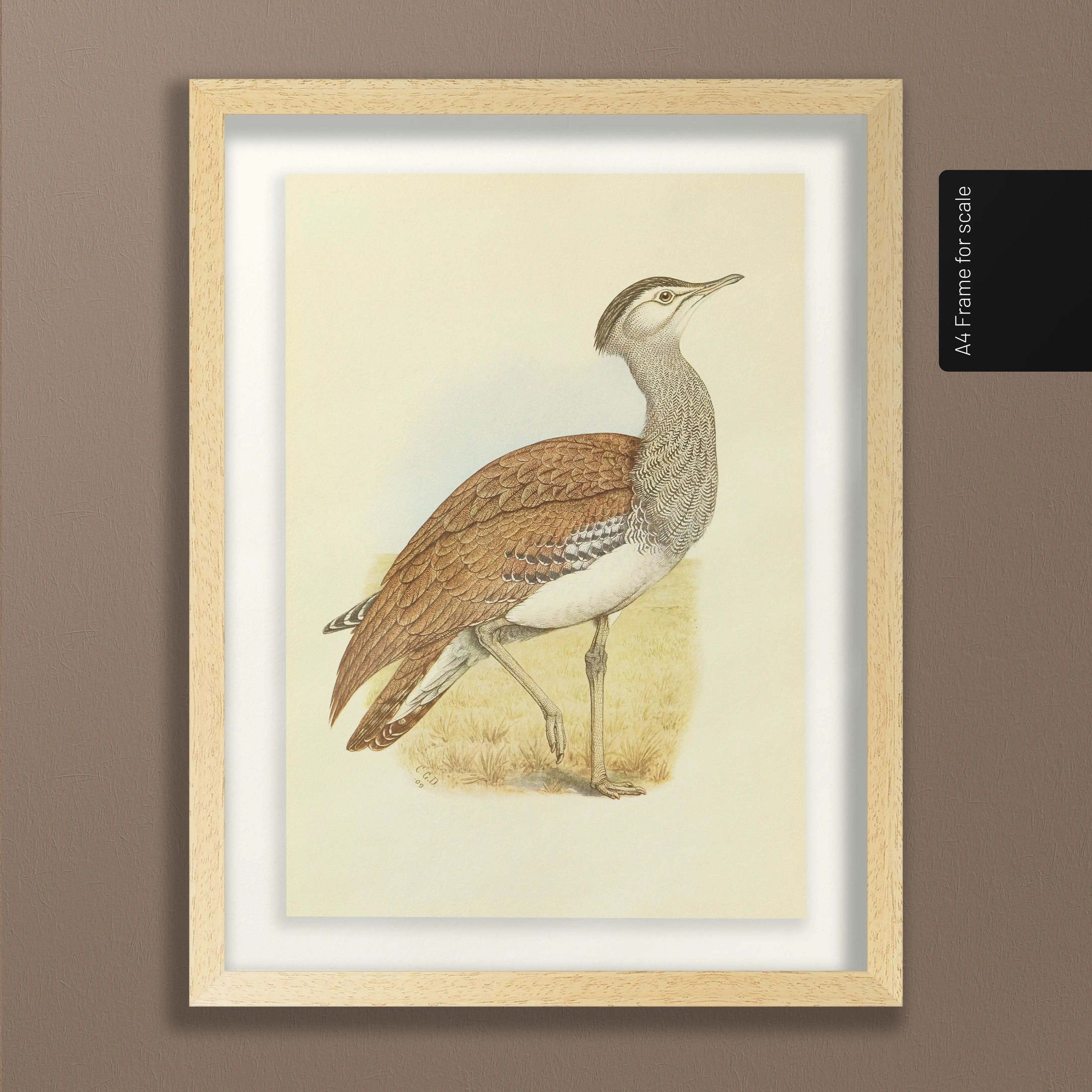 Natural History: Plate No. 31