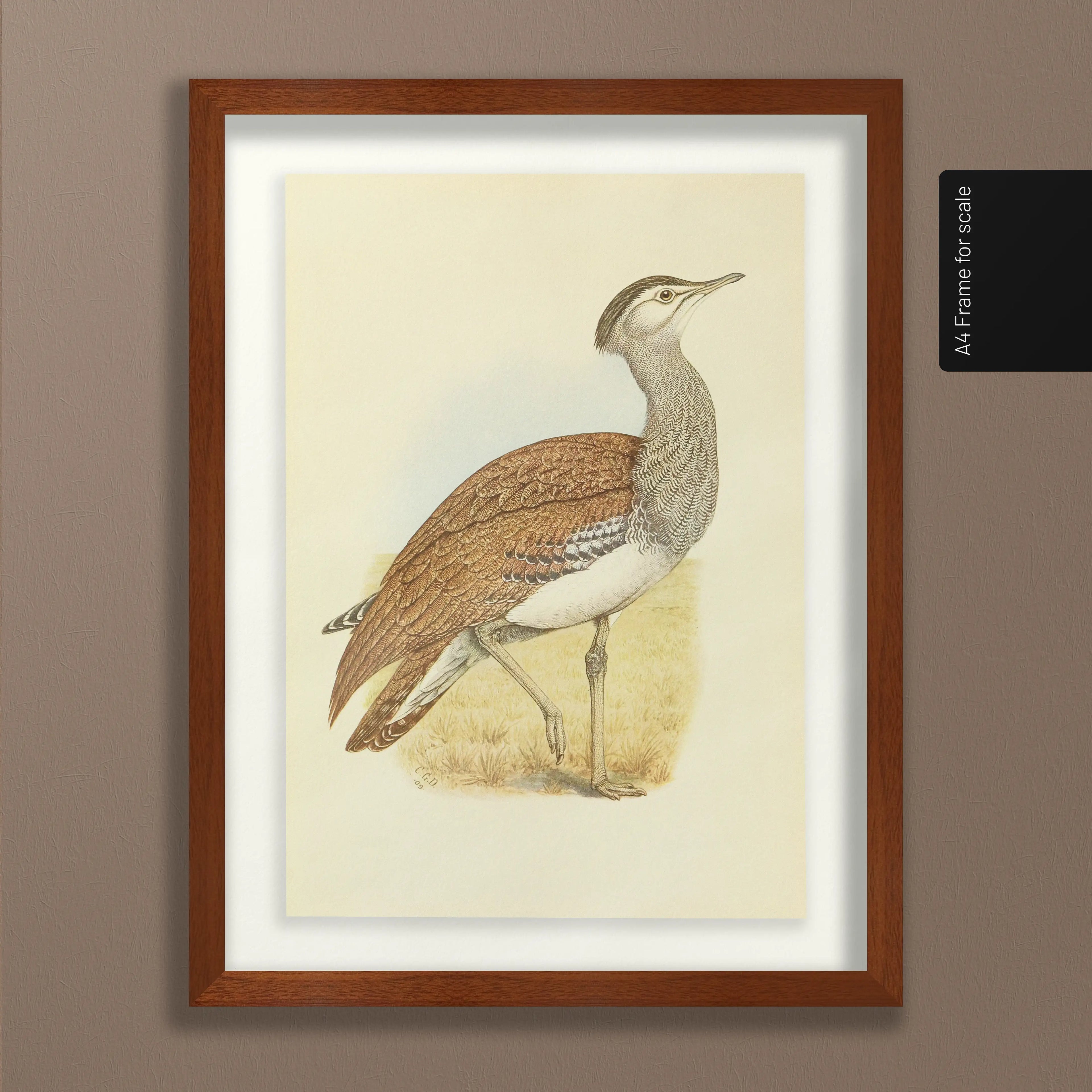 Natural History: Plate No. 31