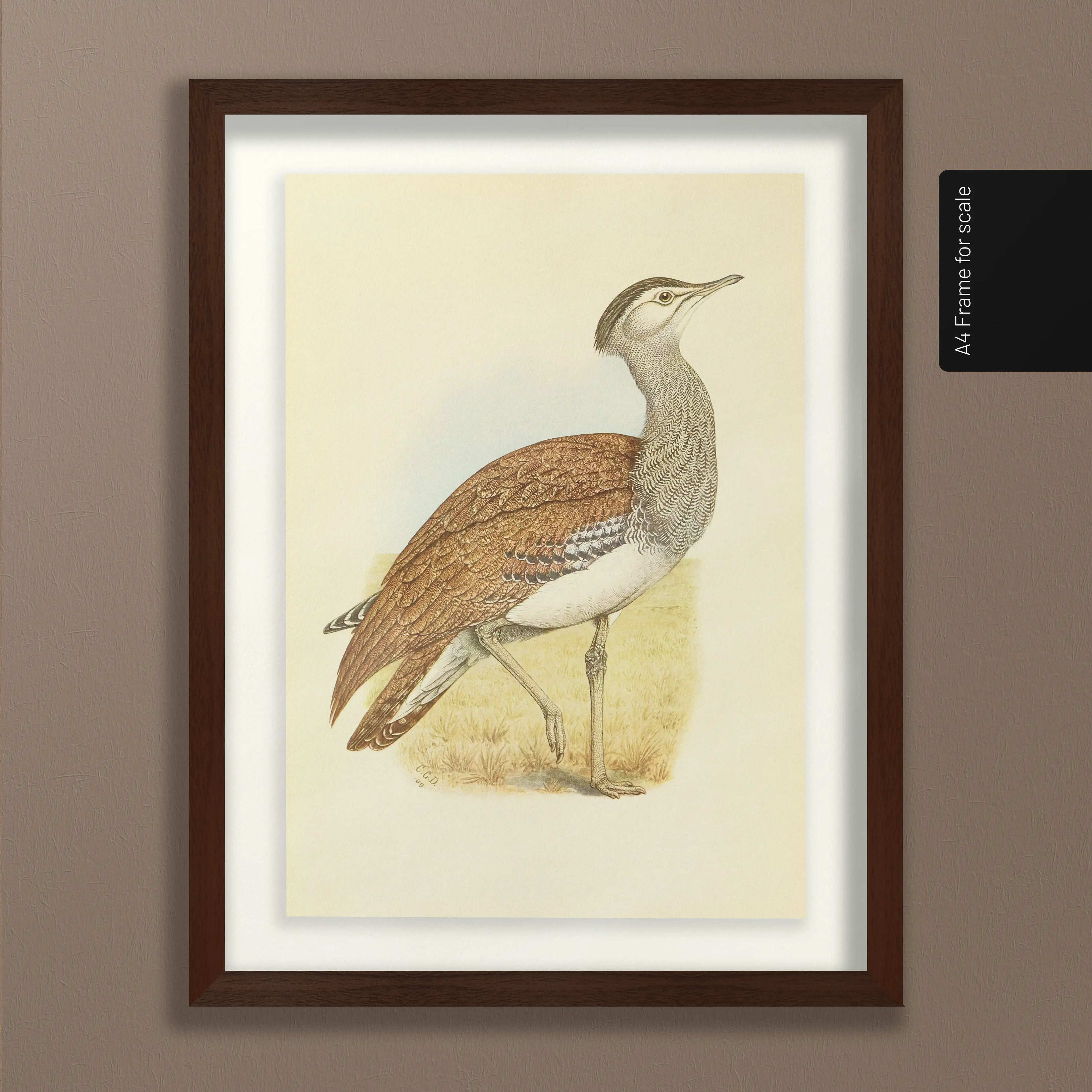 Natural History: Plate No. 31