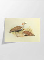 Natural History: Plate No. 32