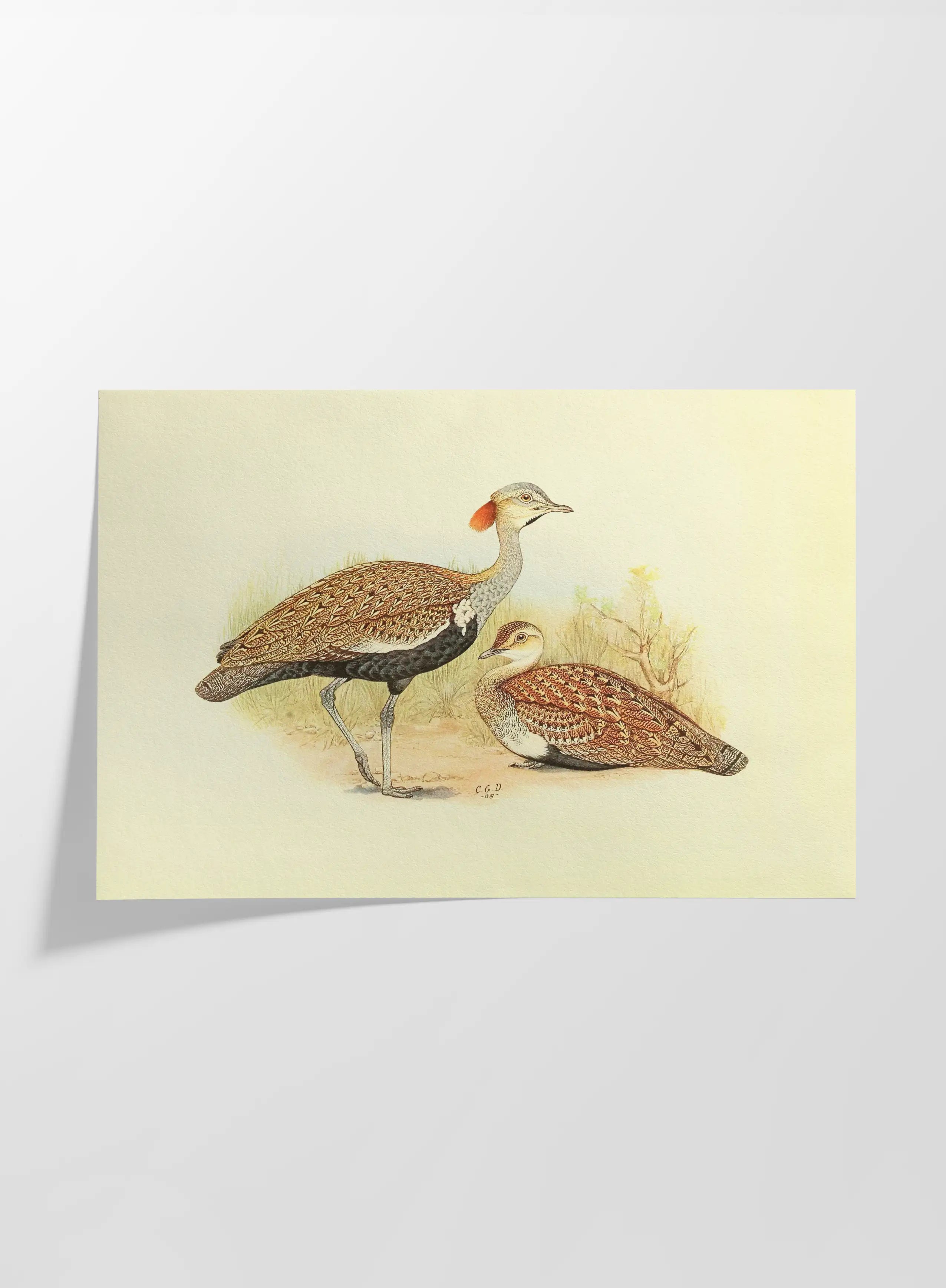 Natural History: Plate No. 32
