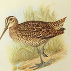 Natural History: Plate No. 32