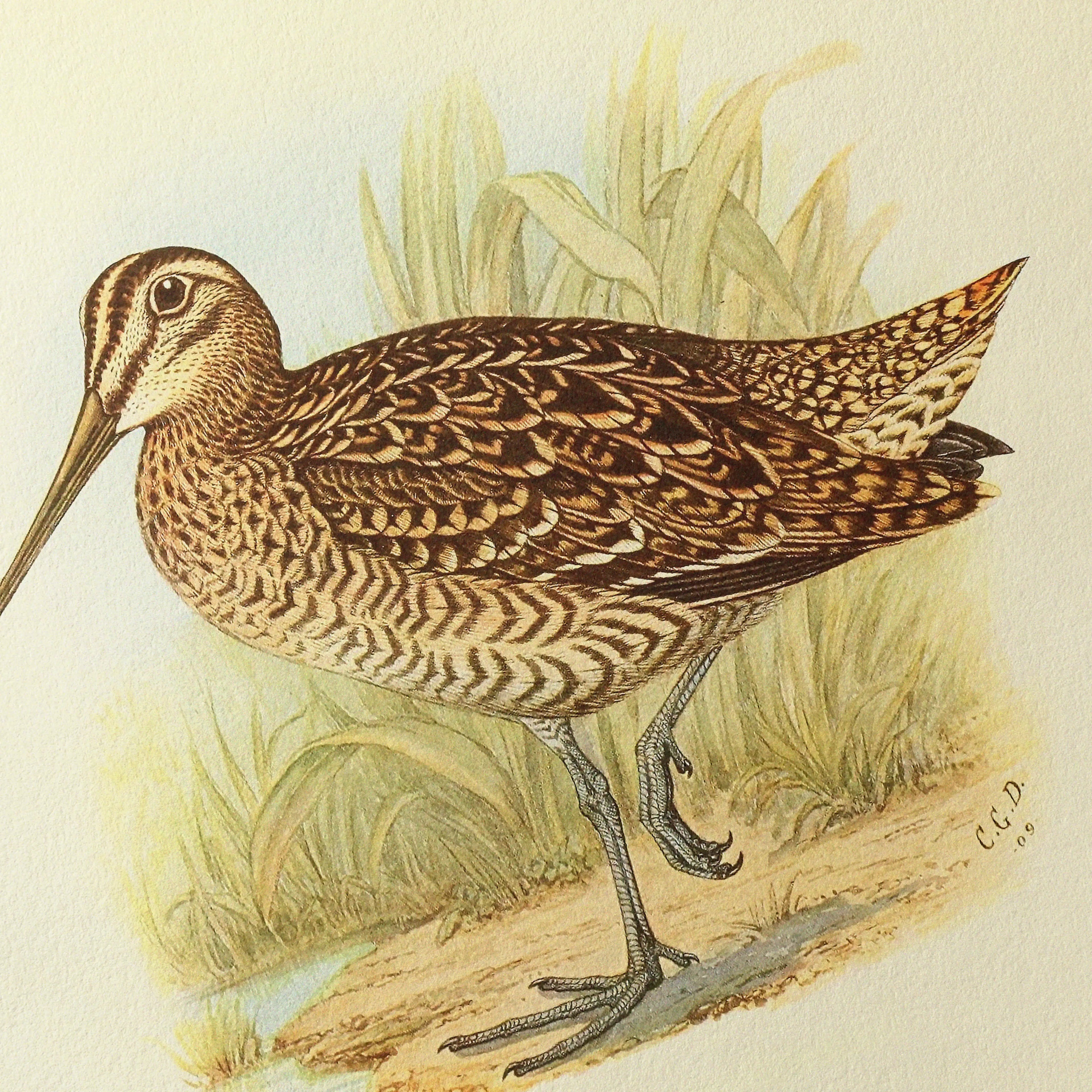 Natural History: Plate No. 32