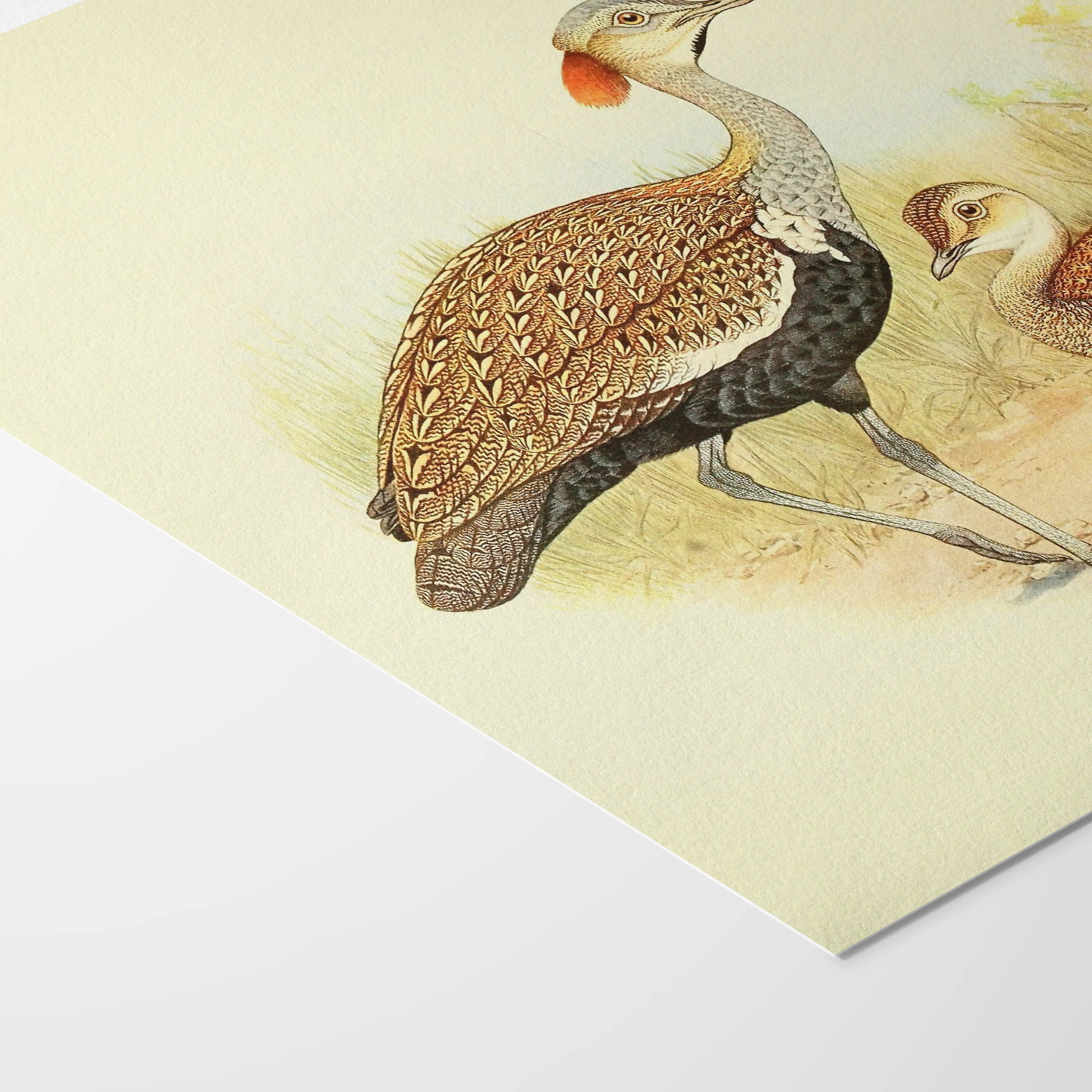 Natural History: Plate No. 32