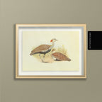 Natural History: Plate No. 32
