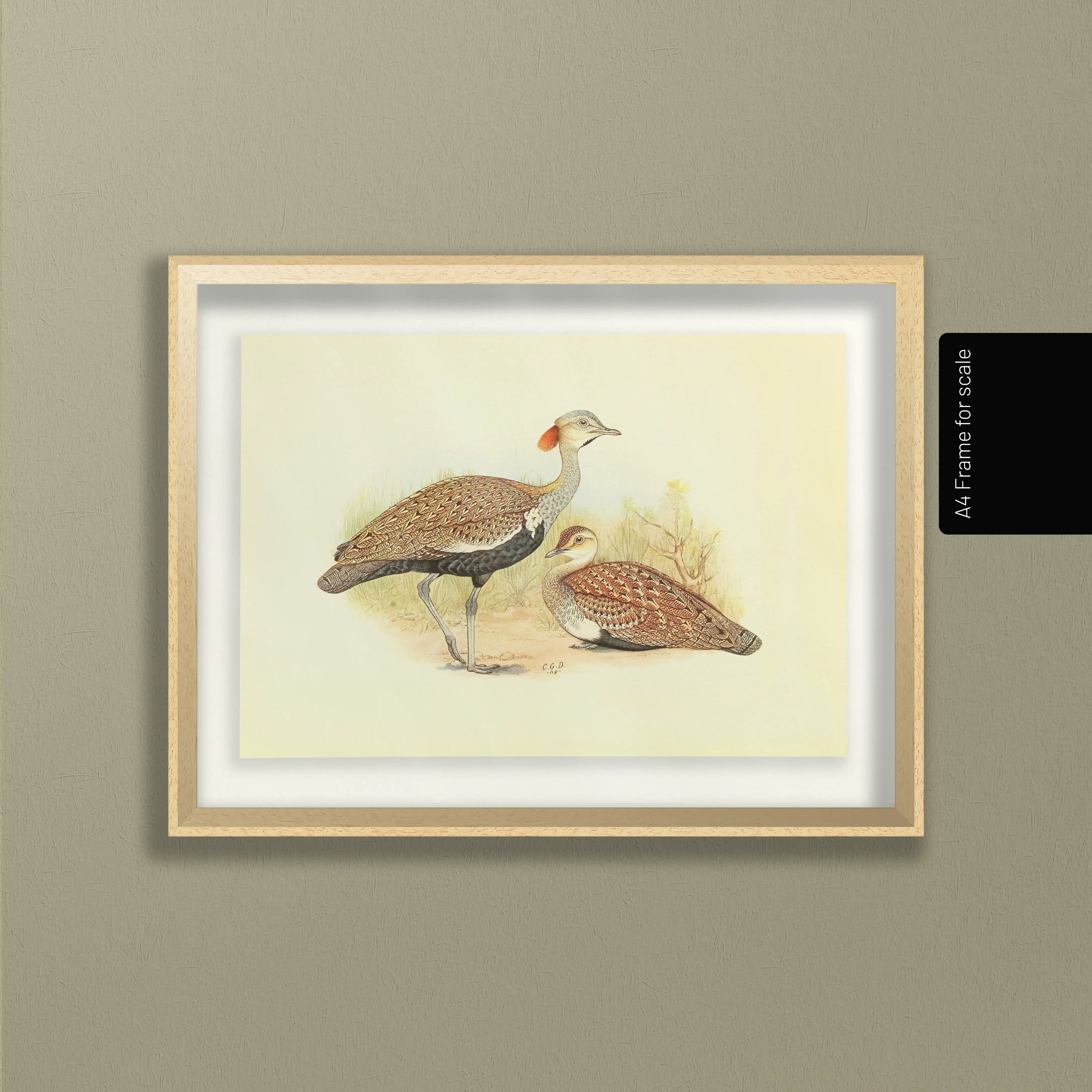 Natural History: Plate No. 32