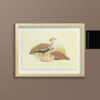 Natural History: Plate No. 32