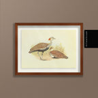 Natural History: Plate No. 32