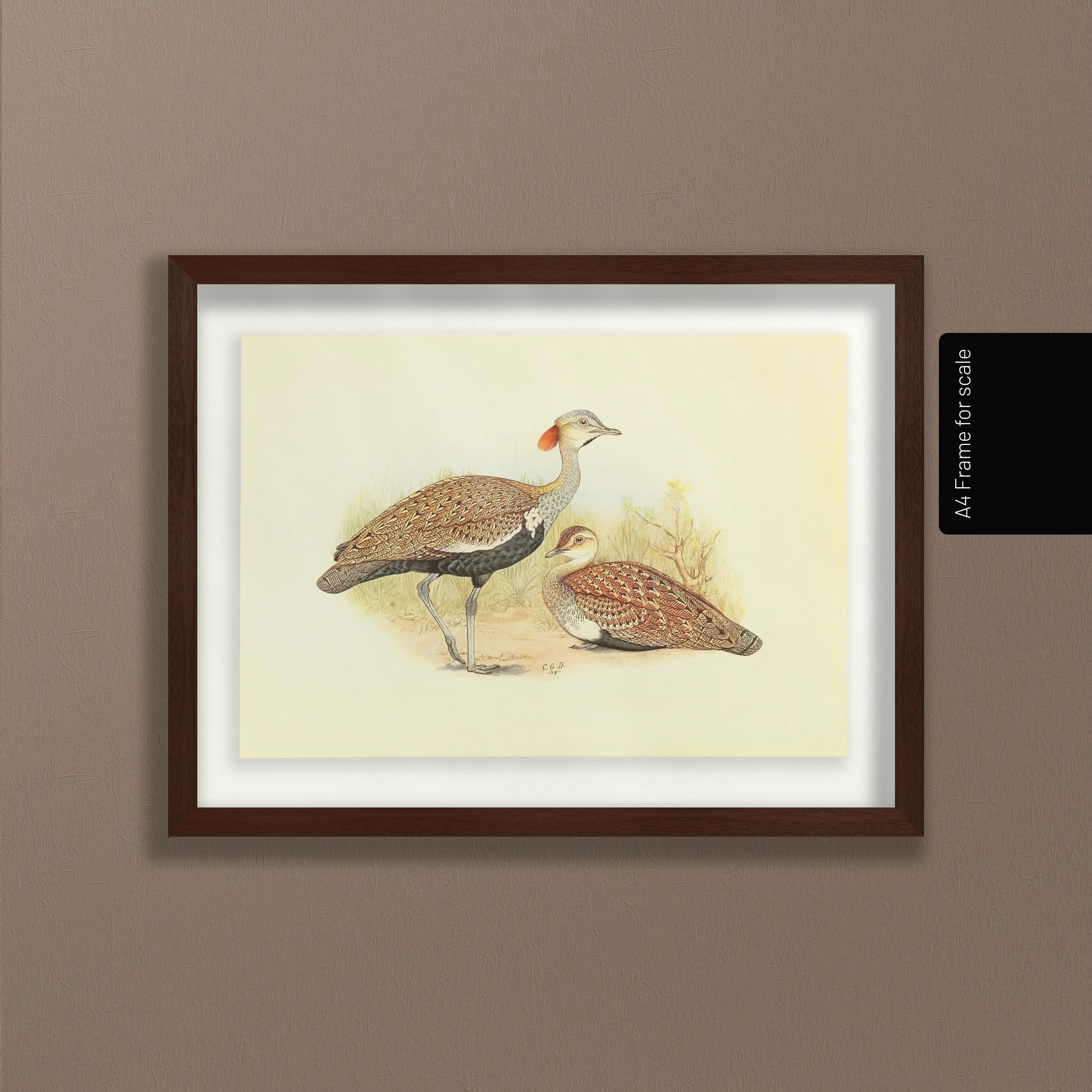 Natural History: Plate No. 32