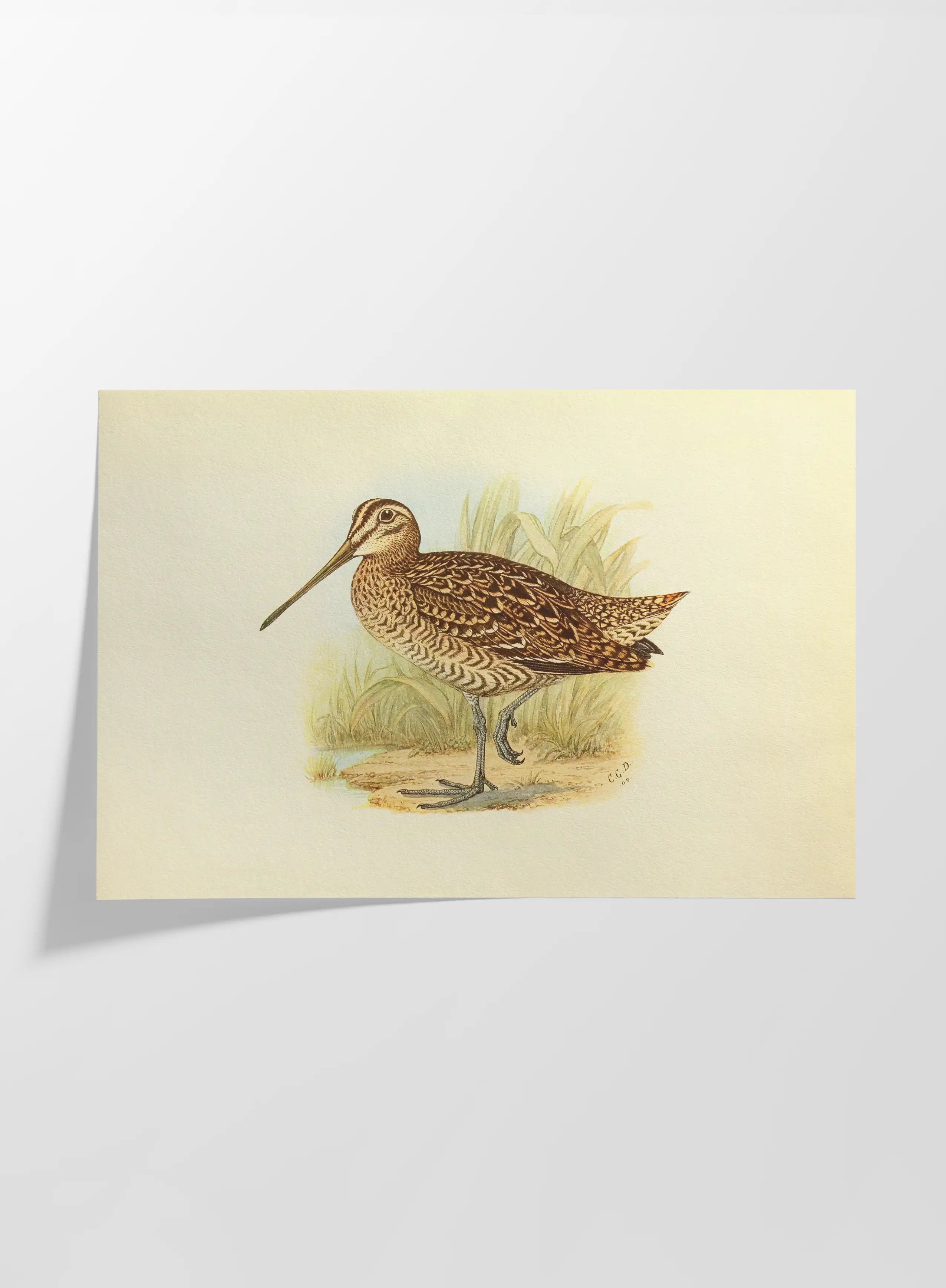 Natural History: Plate No. 33