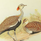 Natural History: Plate No. 33