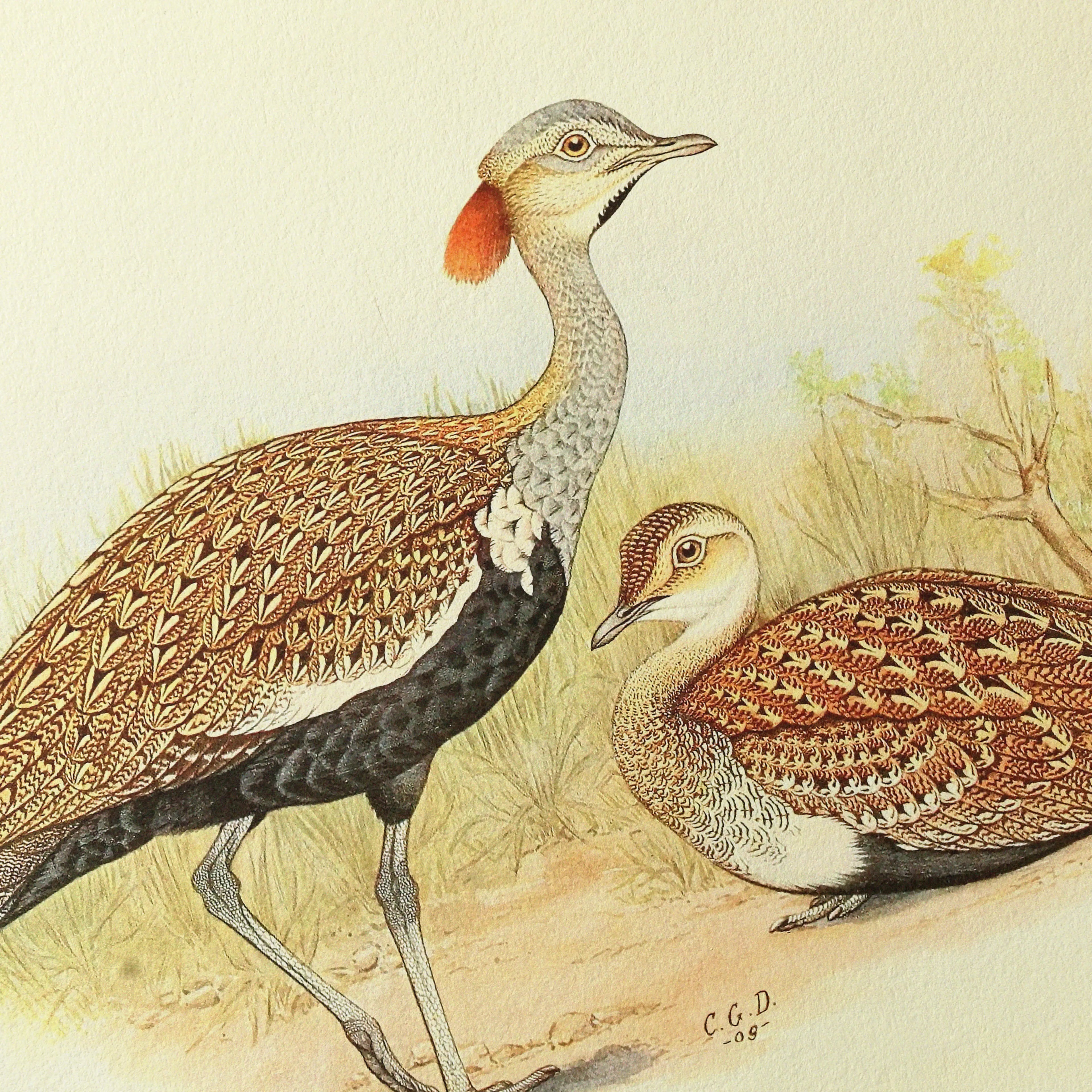 Natural History: Plate No. 33