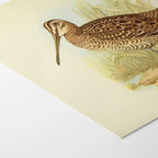 Natural History: Plate No. 33