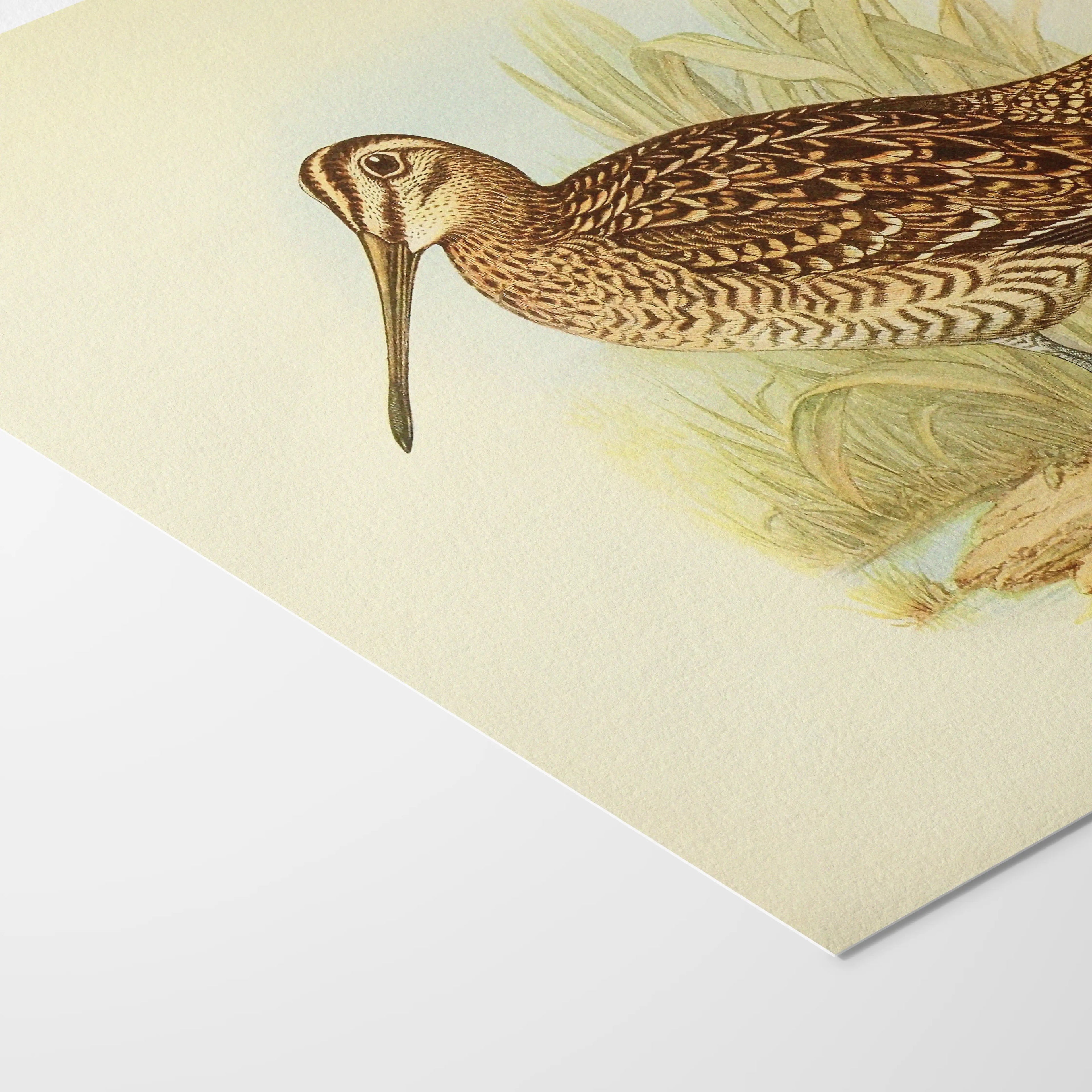 Natural History: Plate No. 33