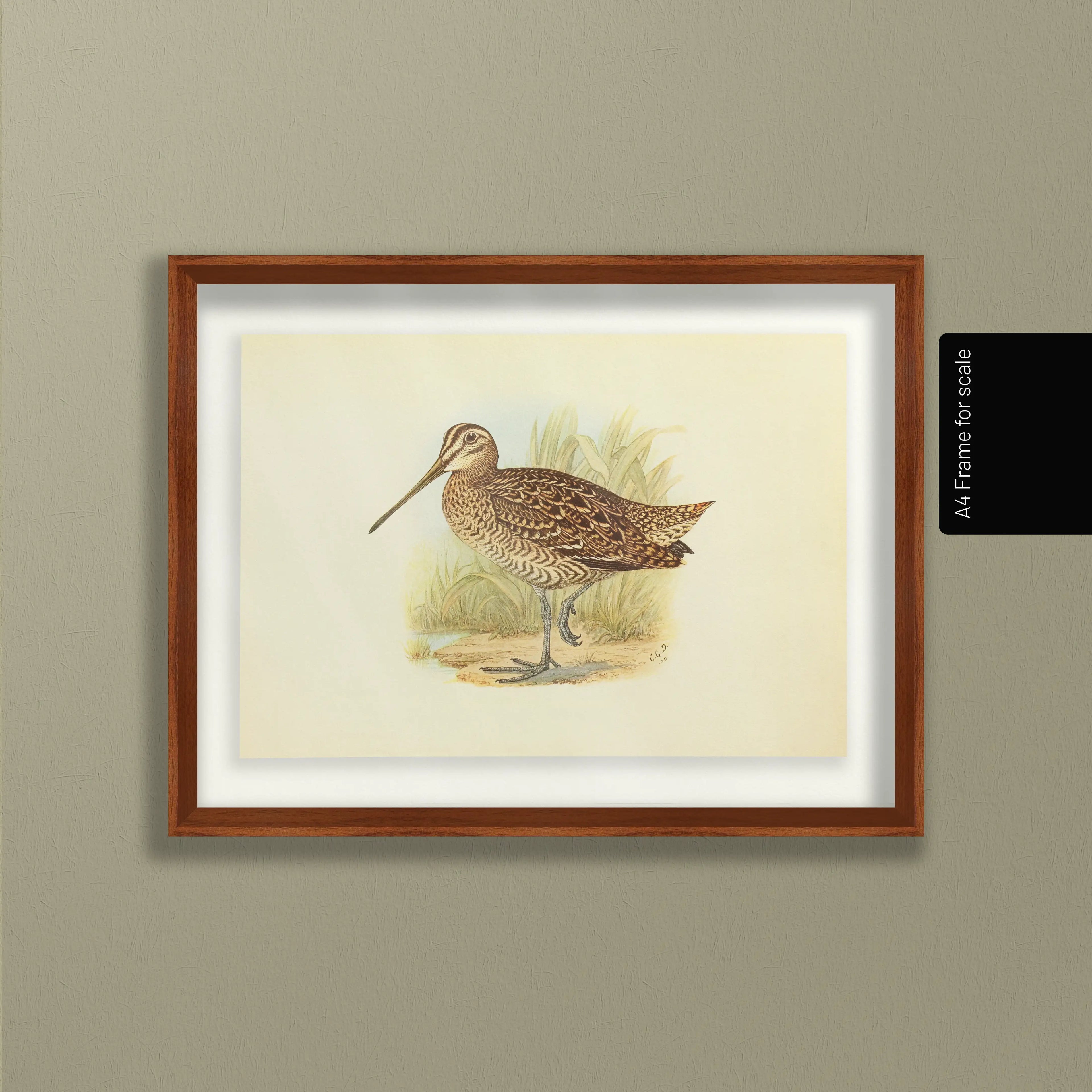 Natural History: Plate No. 33