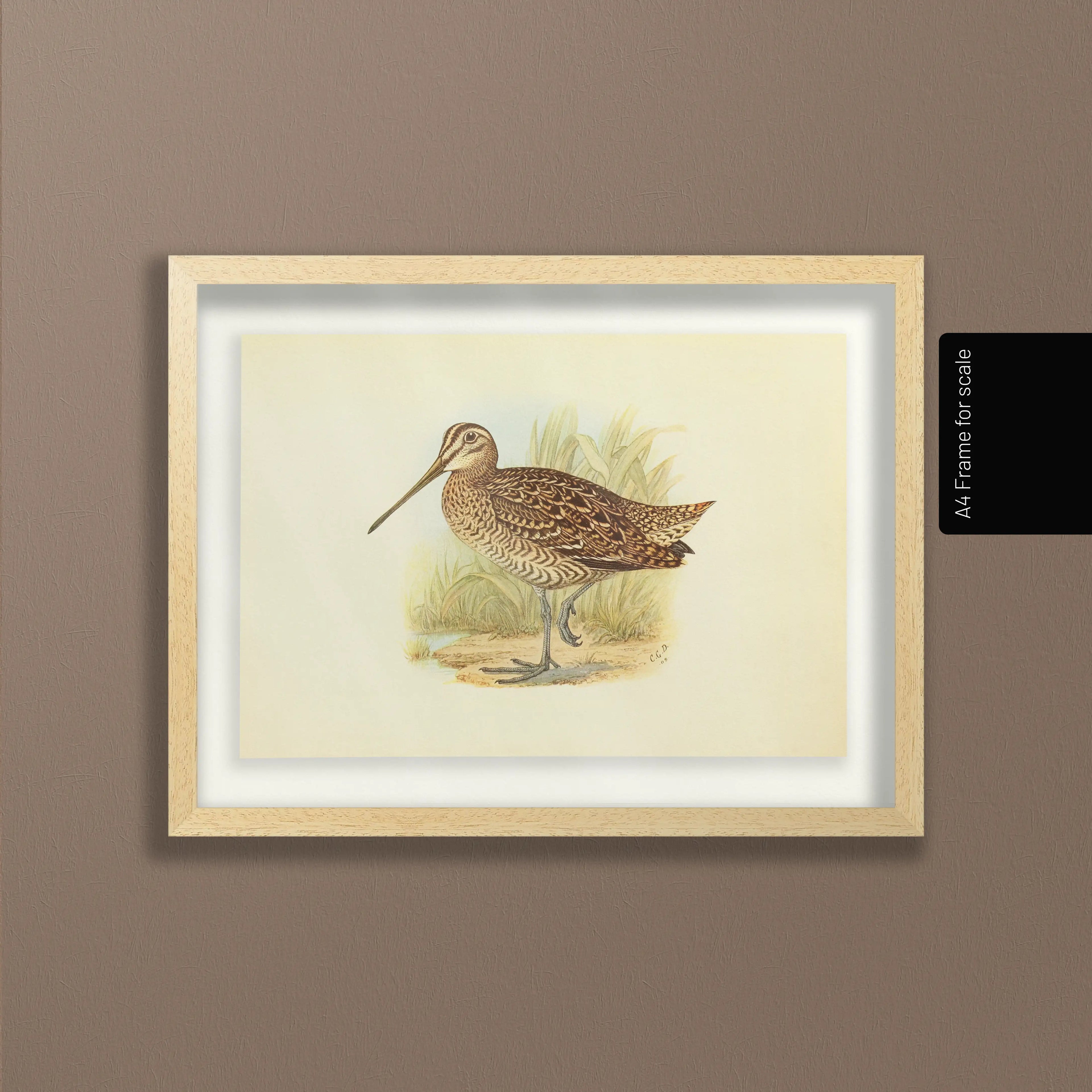 Natural History: Plate No. 33