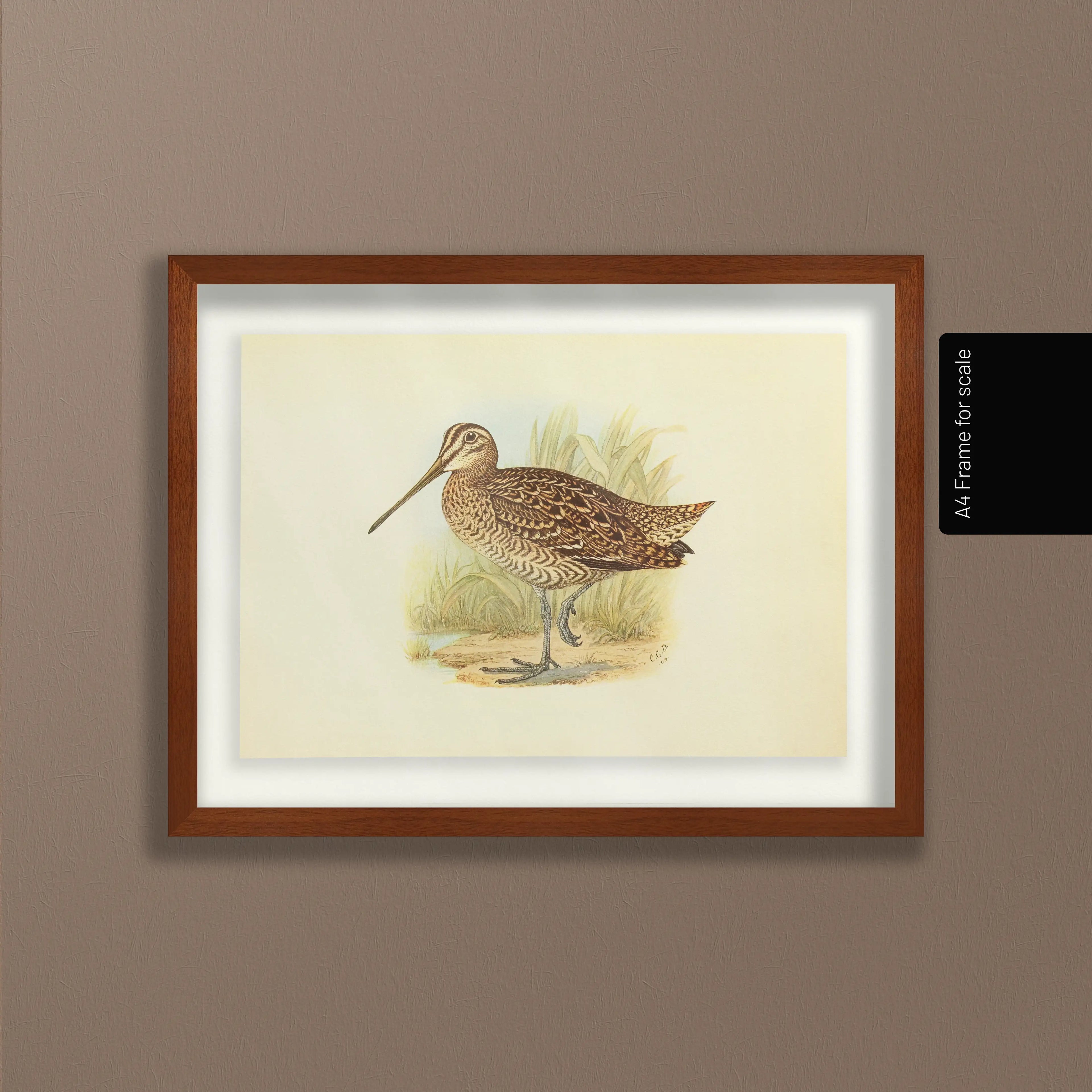 Natural History: Plate No. 33