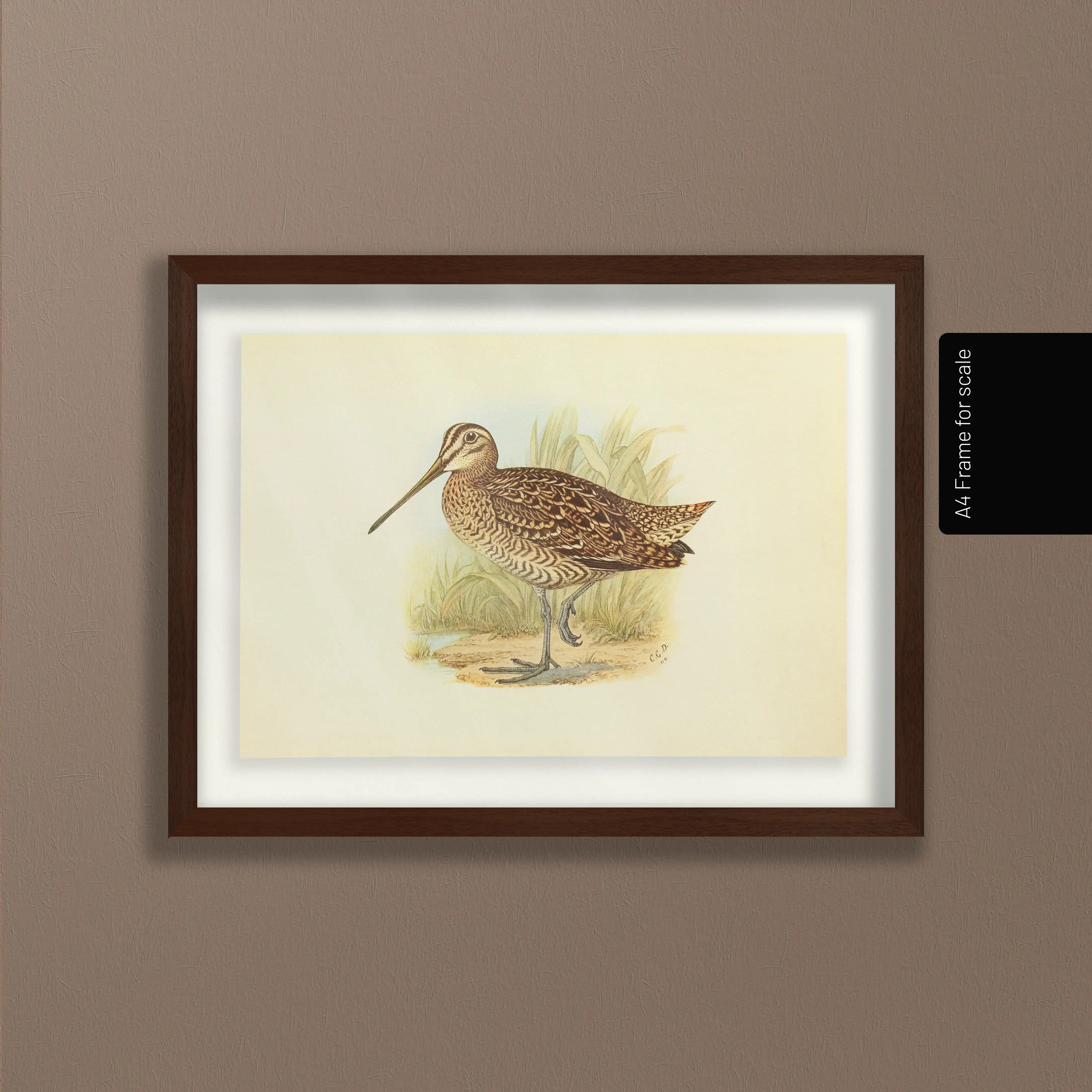 Natural History: Plate No. 33