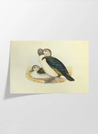 Natural History: Plate No. 34