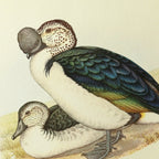 Natural History: Plate No. 34