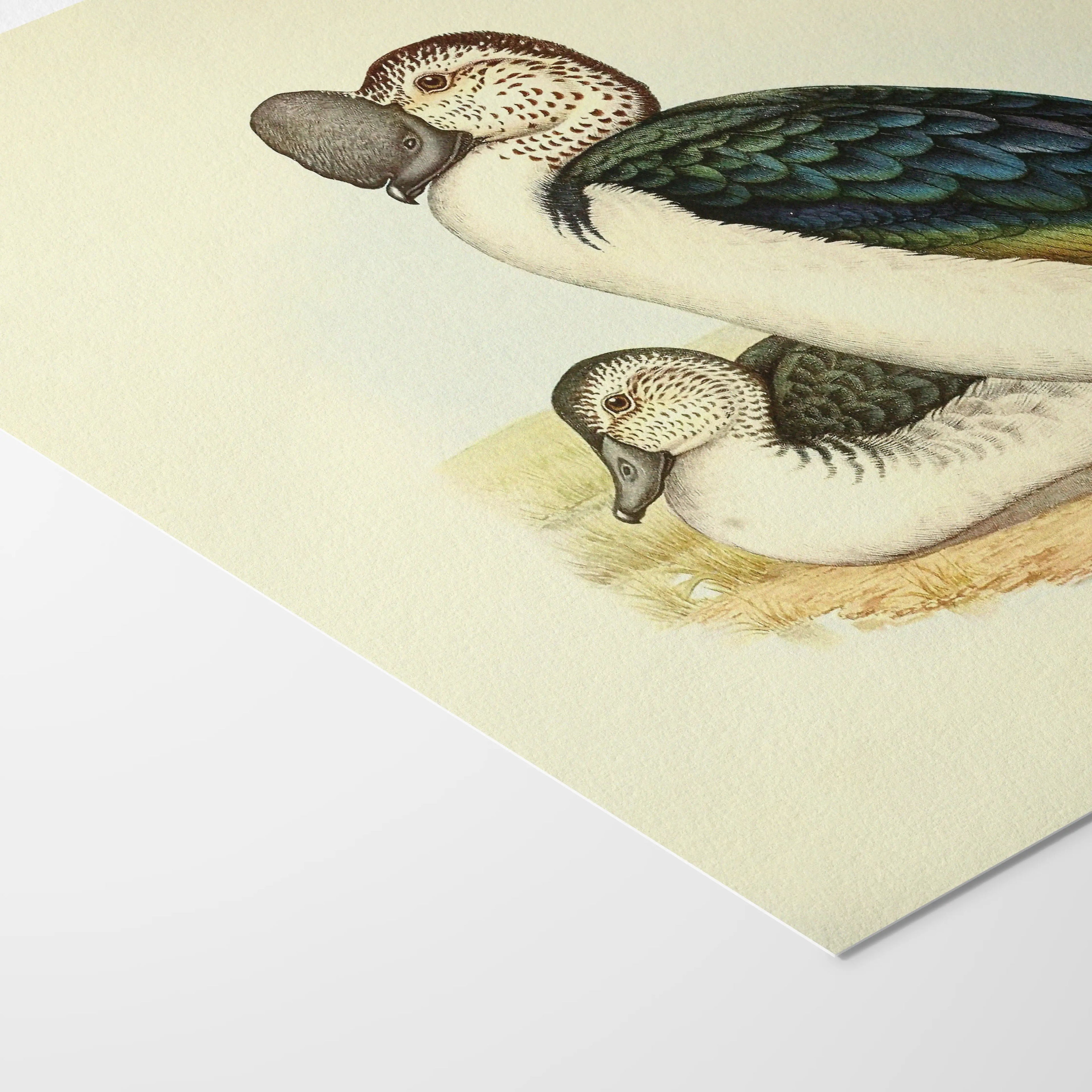 Natural History: Plate No. 34