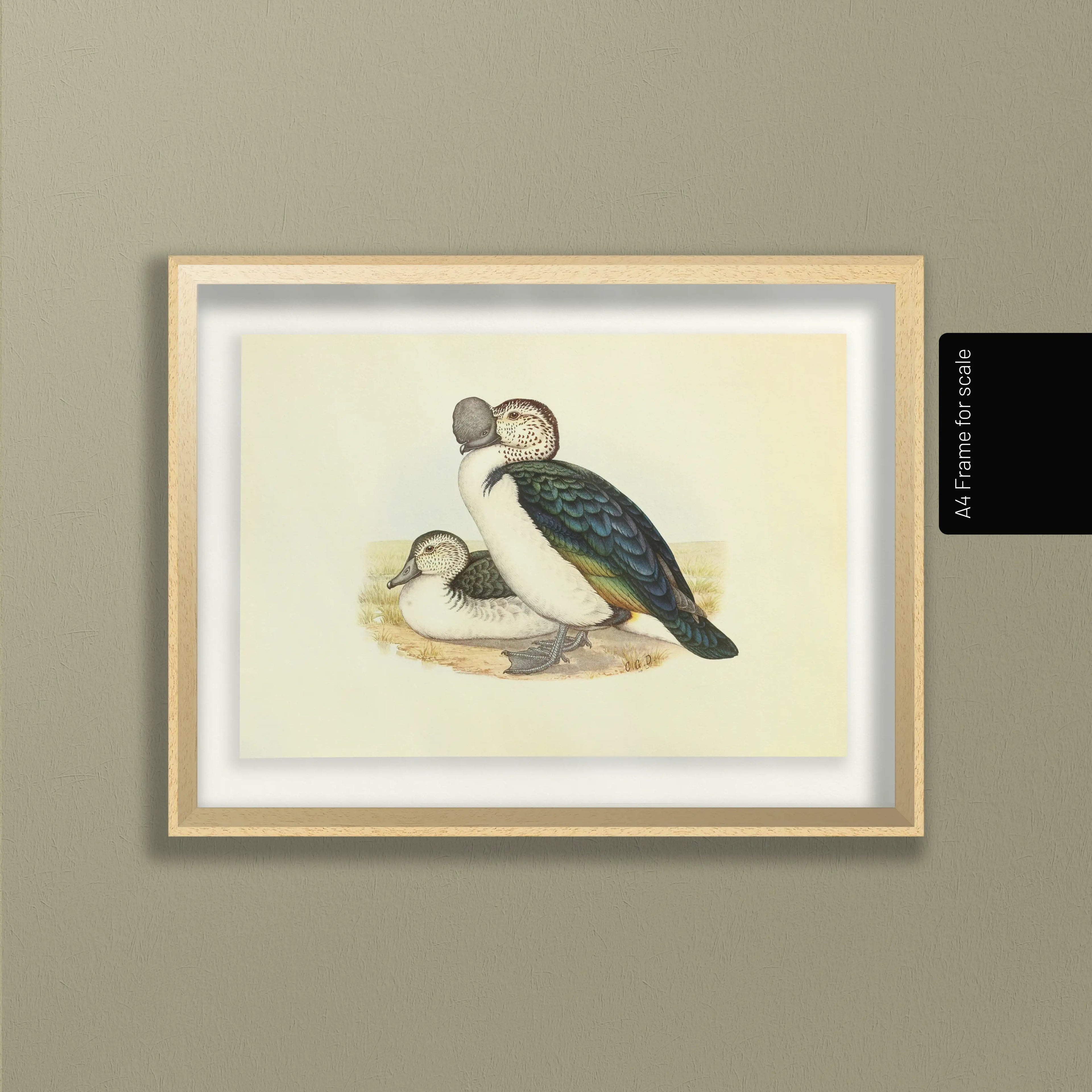 Natural History: Plate No. 34