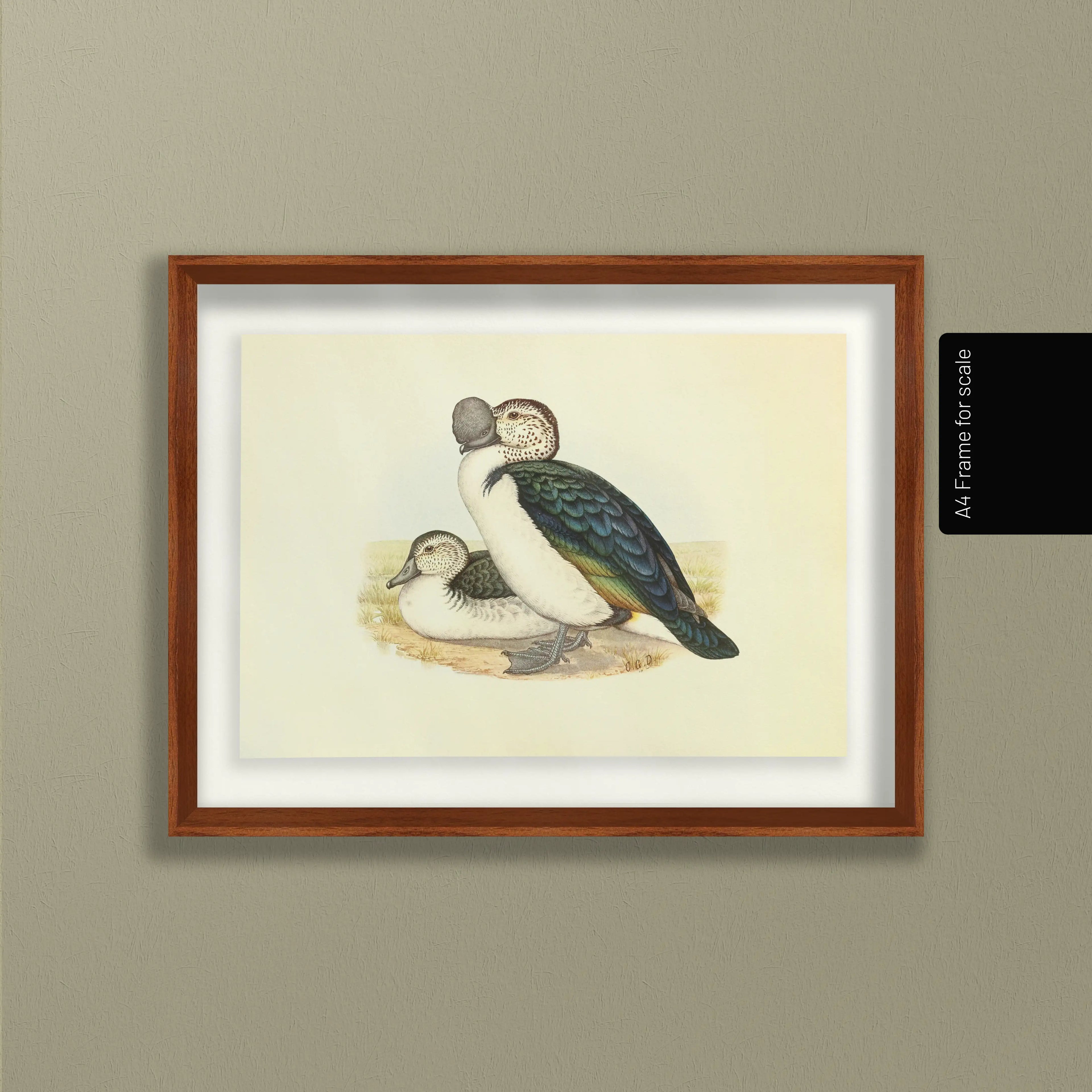 Natural History: Plate No. 34