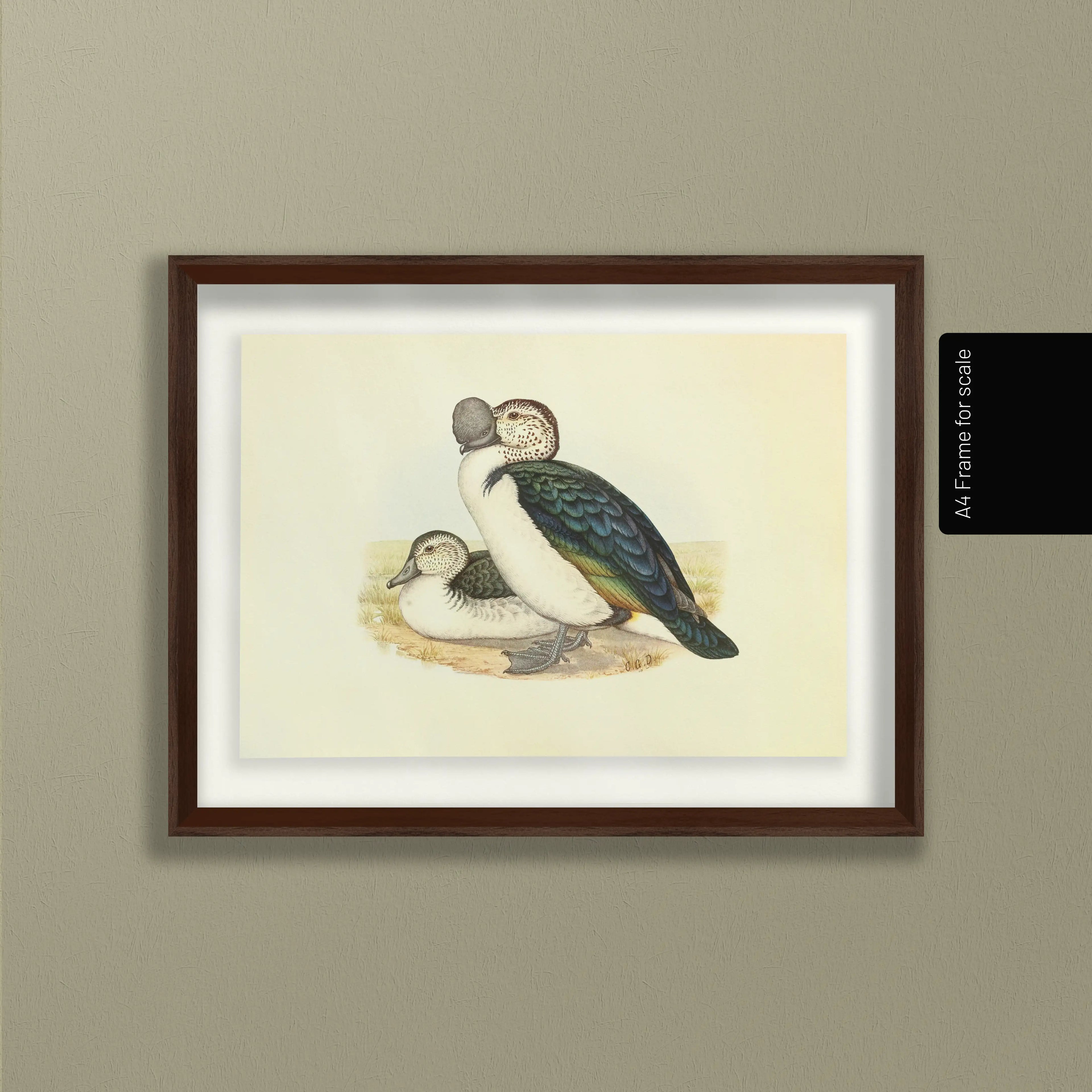 Natural History: Plate No. 34