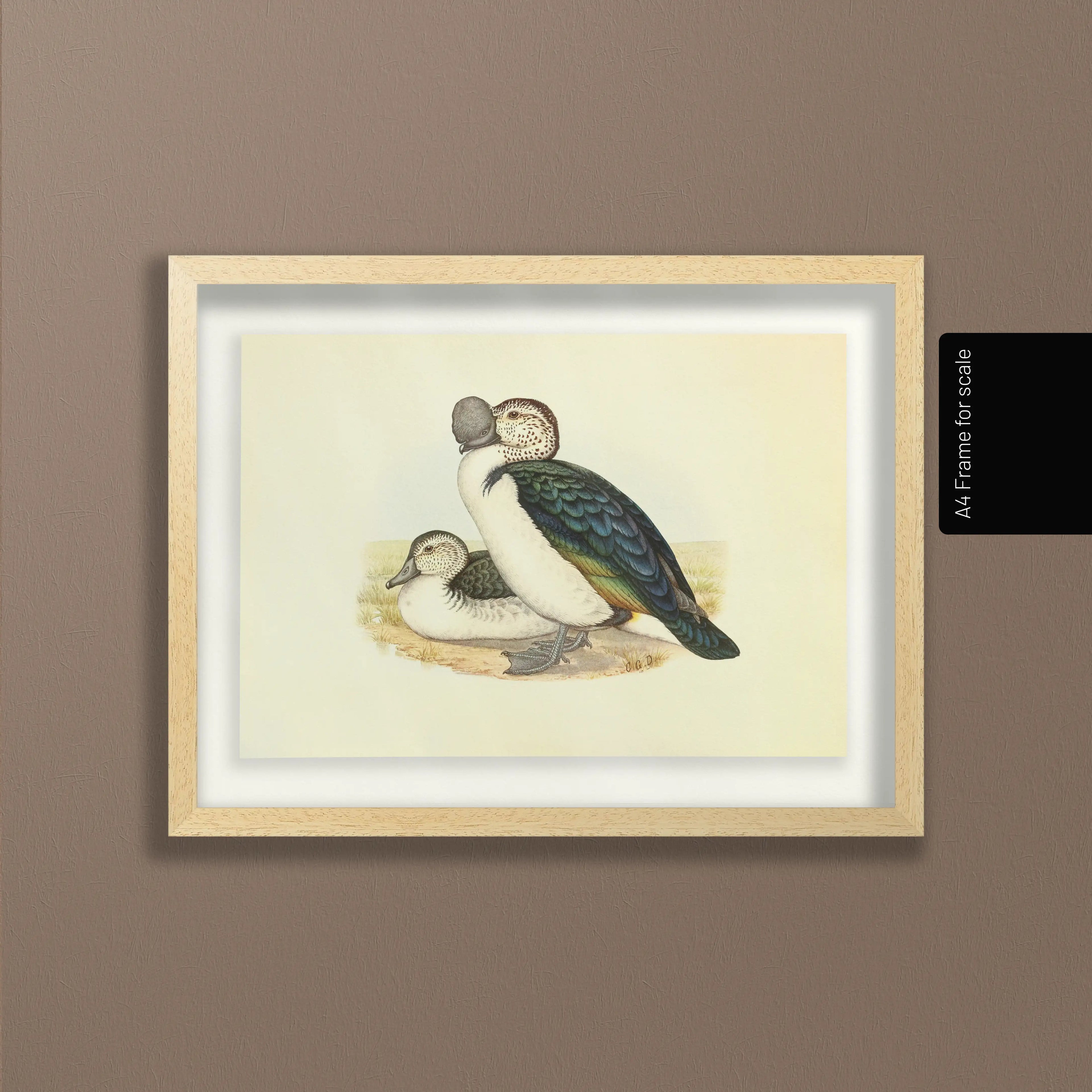 Natural History: Plate No. 34