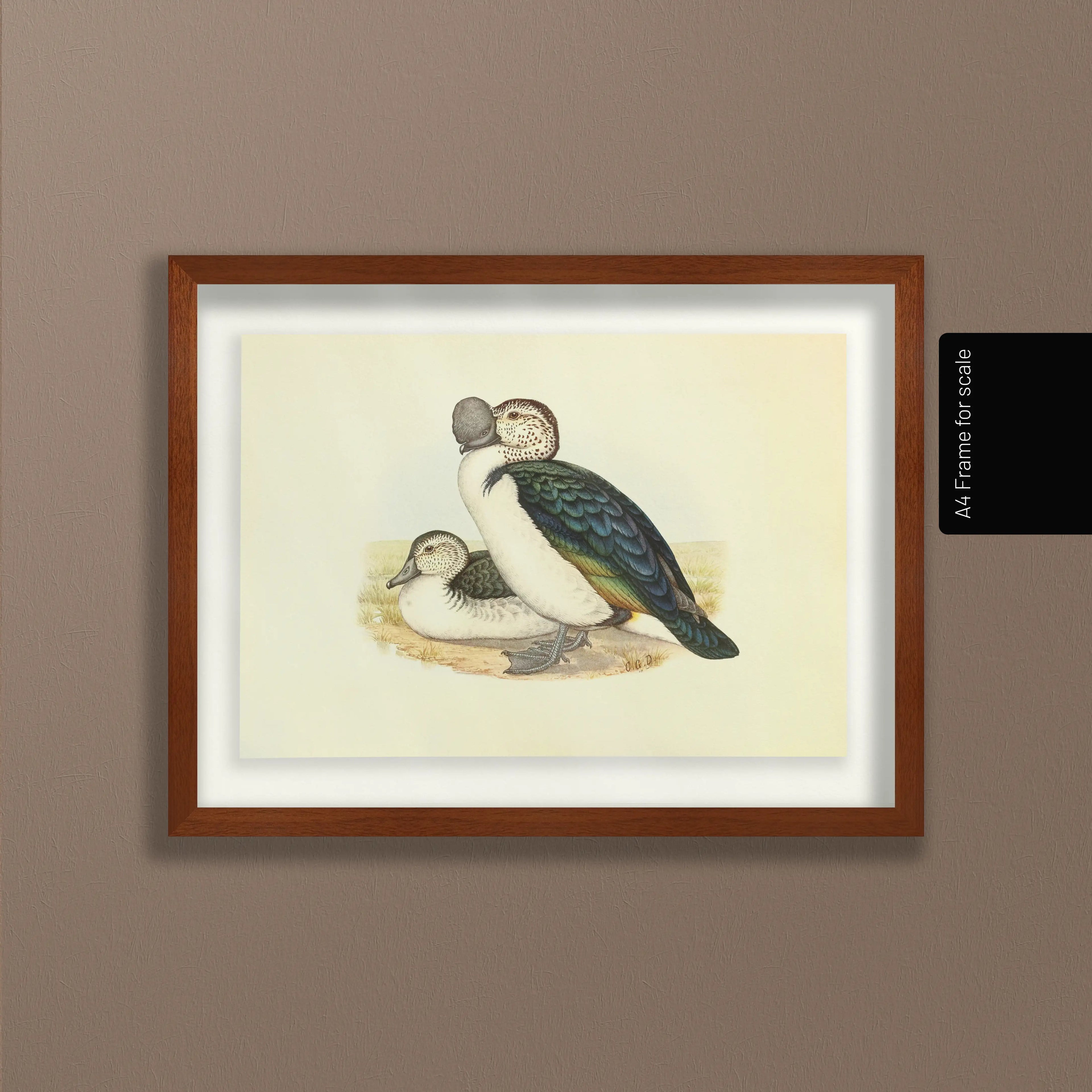Natural History: Plate No. 34