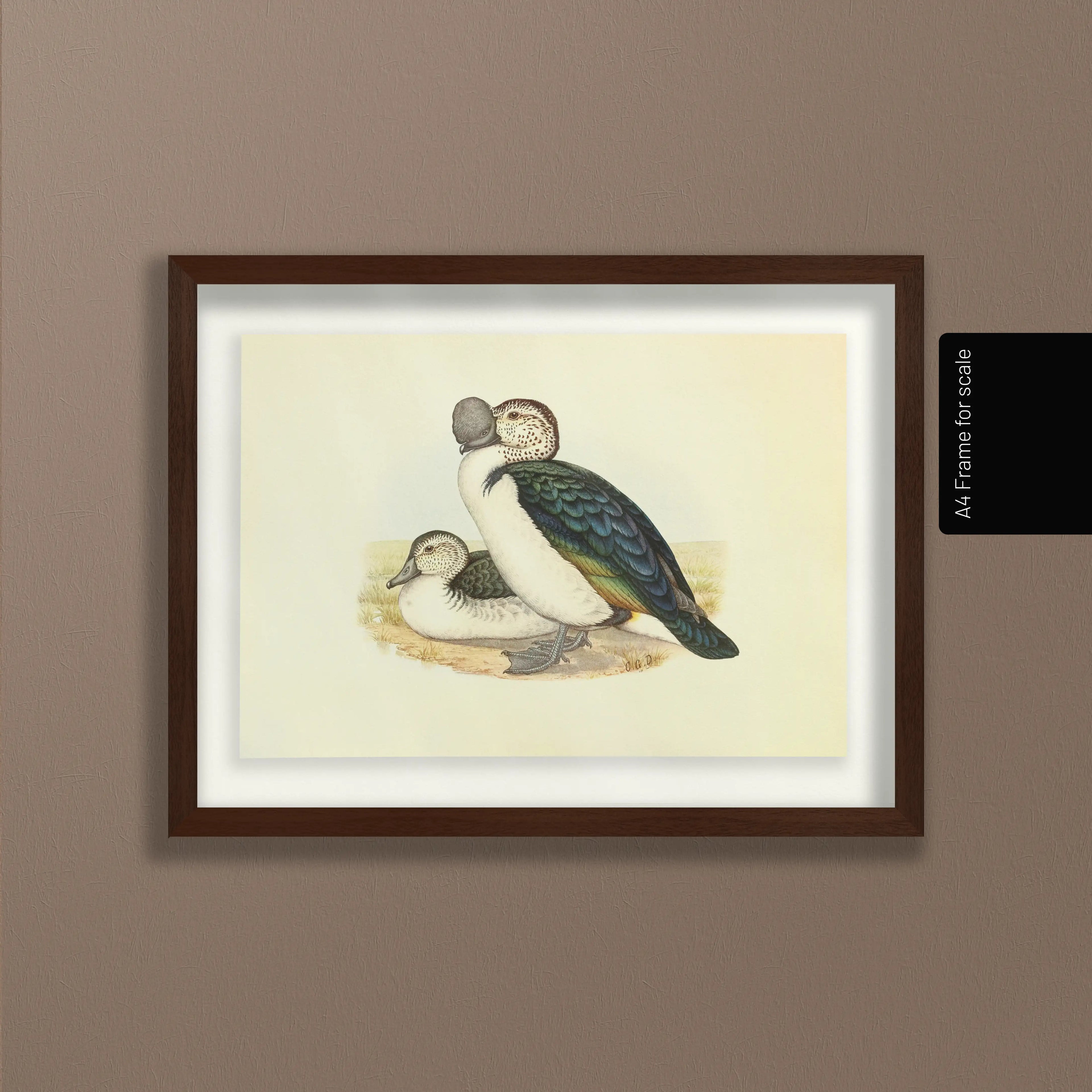 Natural History: Plate No. 34