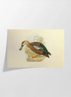 Natural History: Plate No. 35
