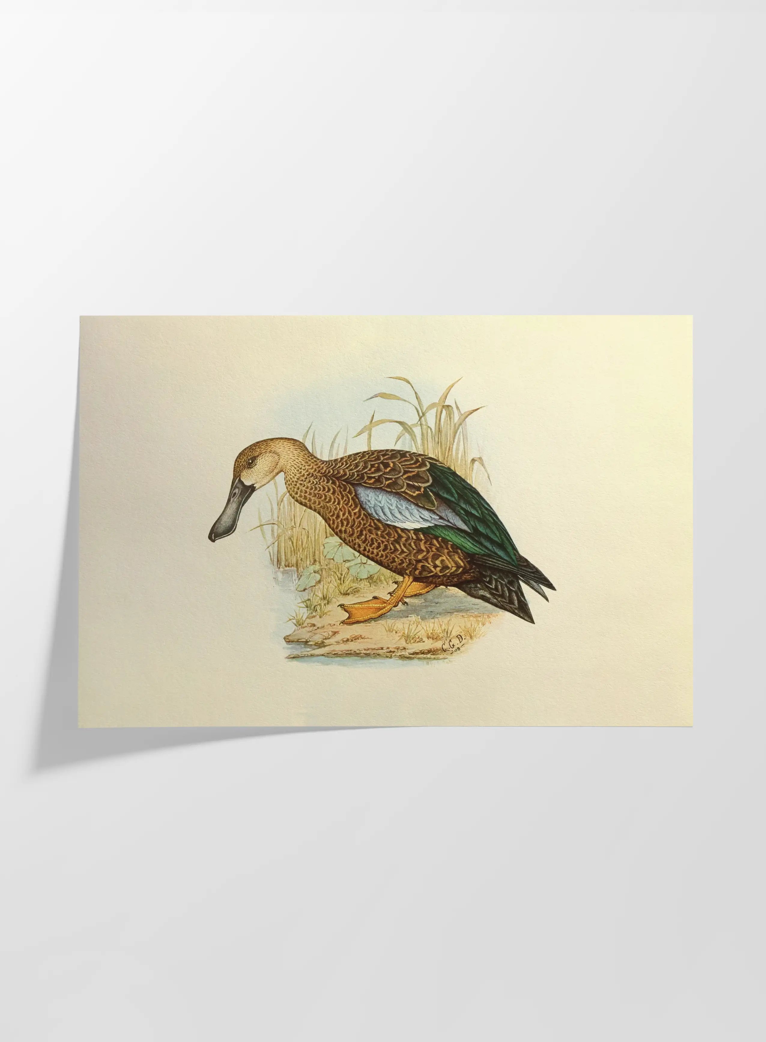 Natural History: Plate No. 35