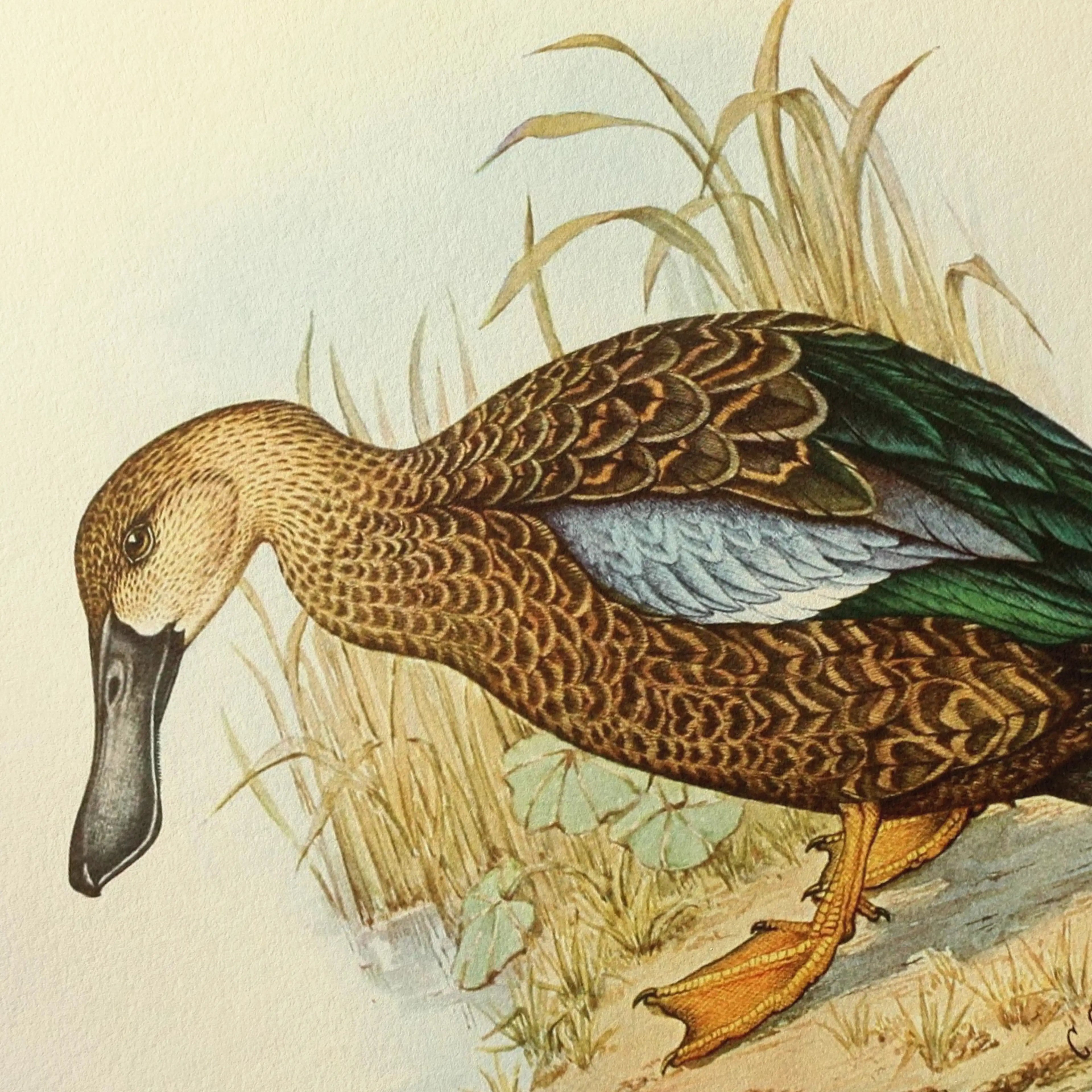 Natural History: Plate No. 35