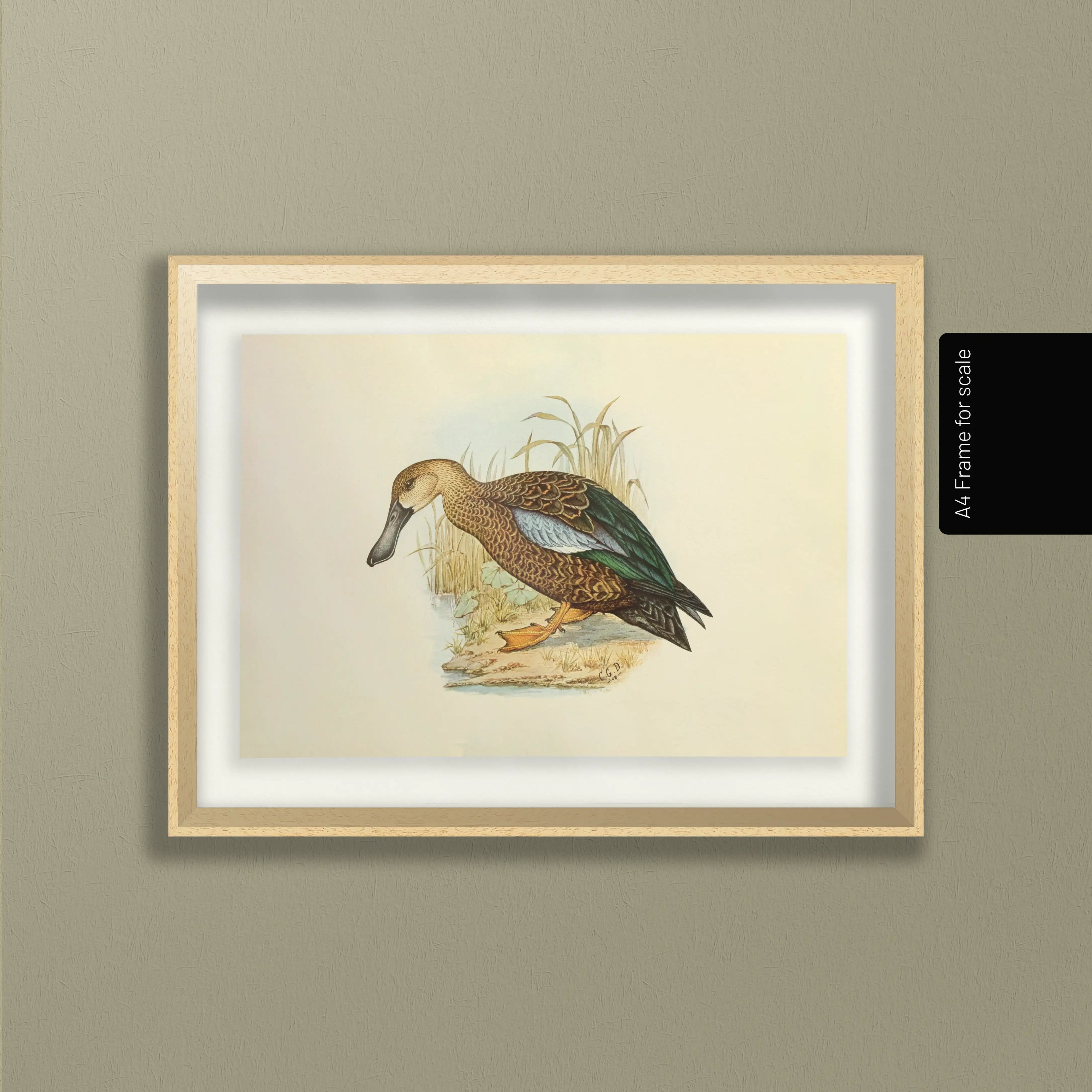 Natural History: Plate No. 35