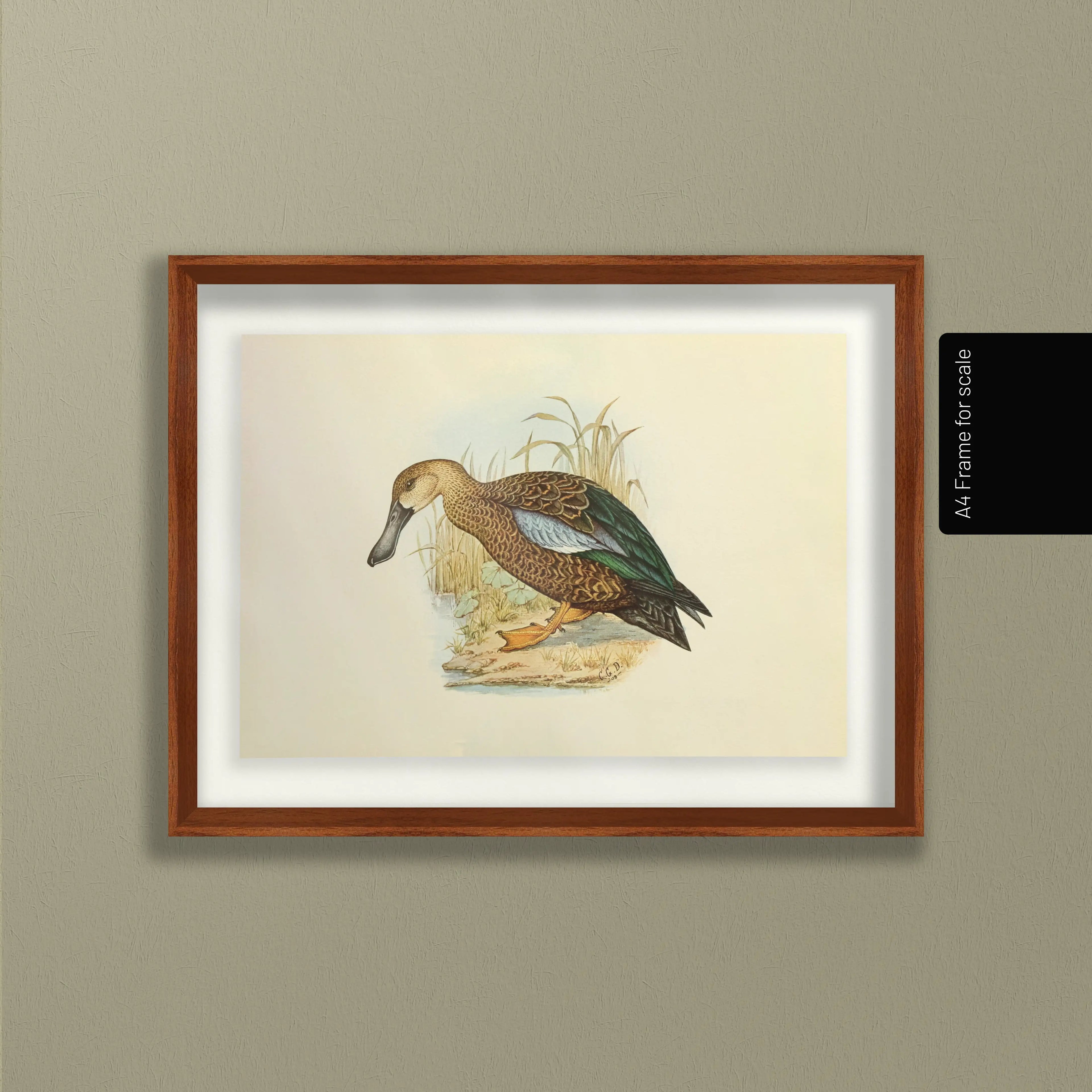 Natural History: Plate No. 35