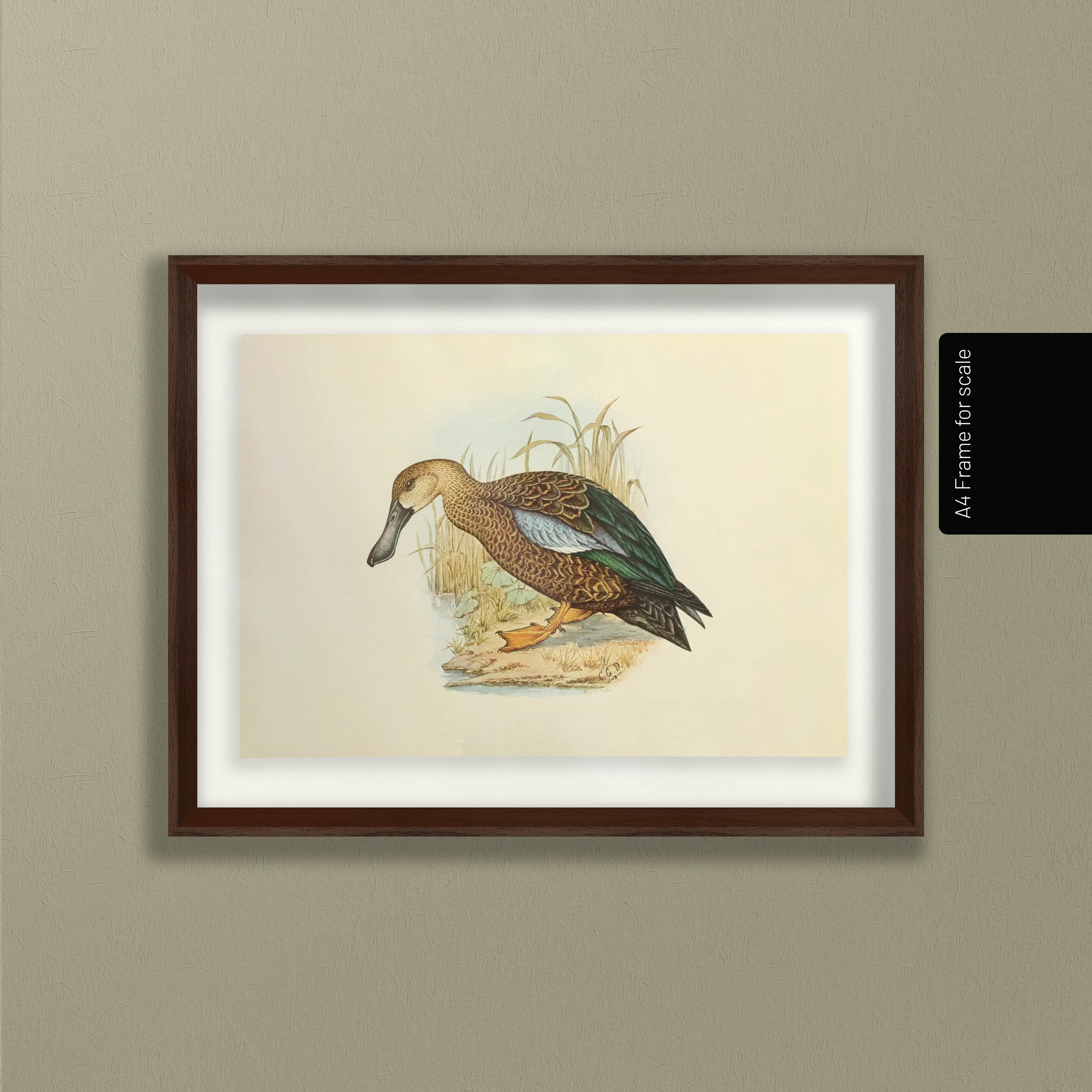 Natural History: Plate No. 35
