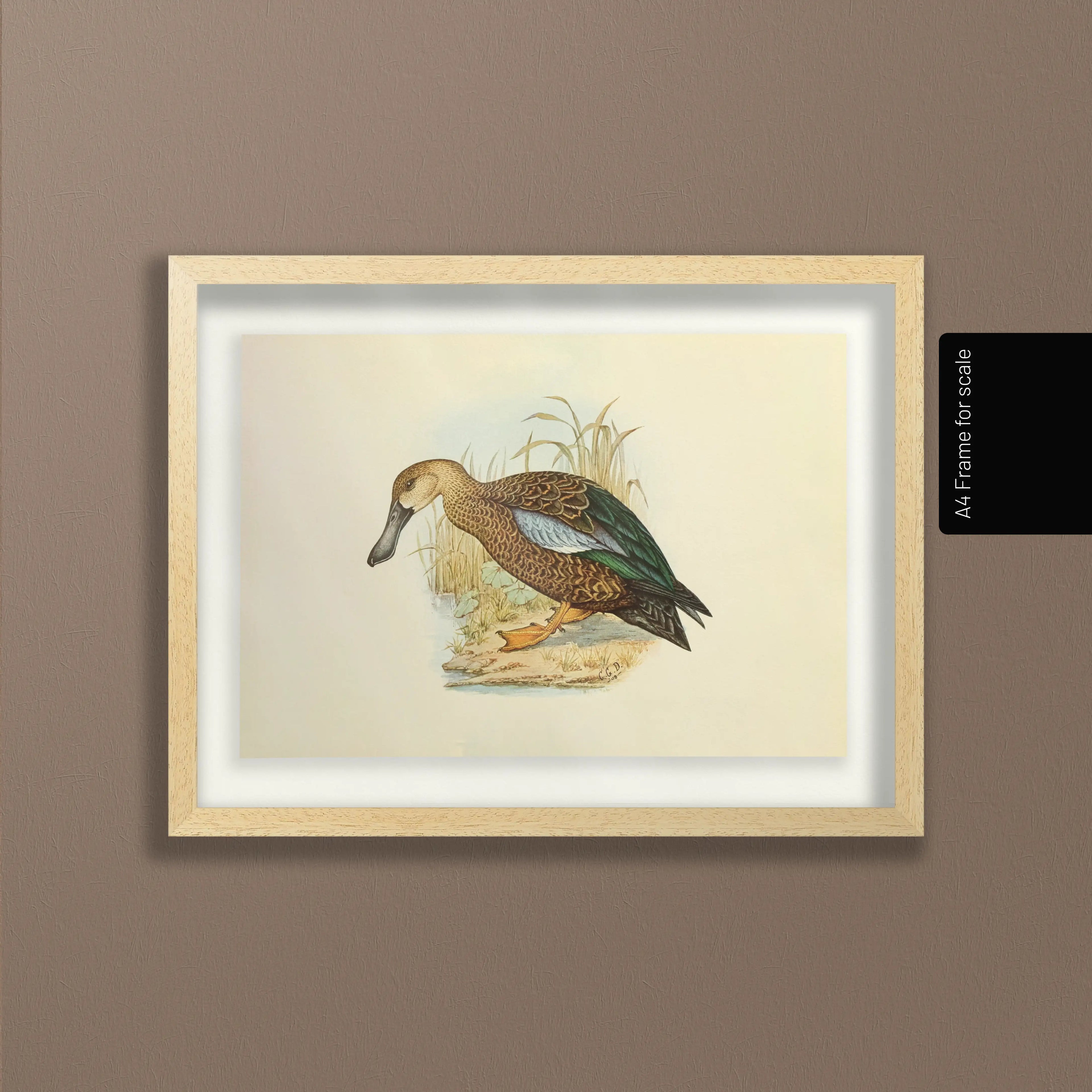 Natural History: Plate No. 35
