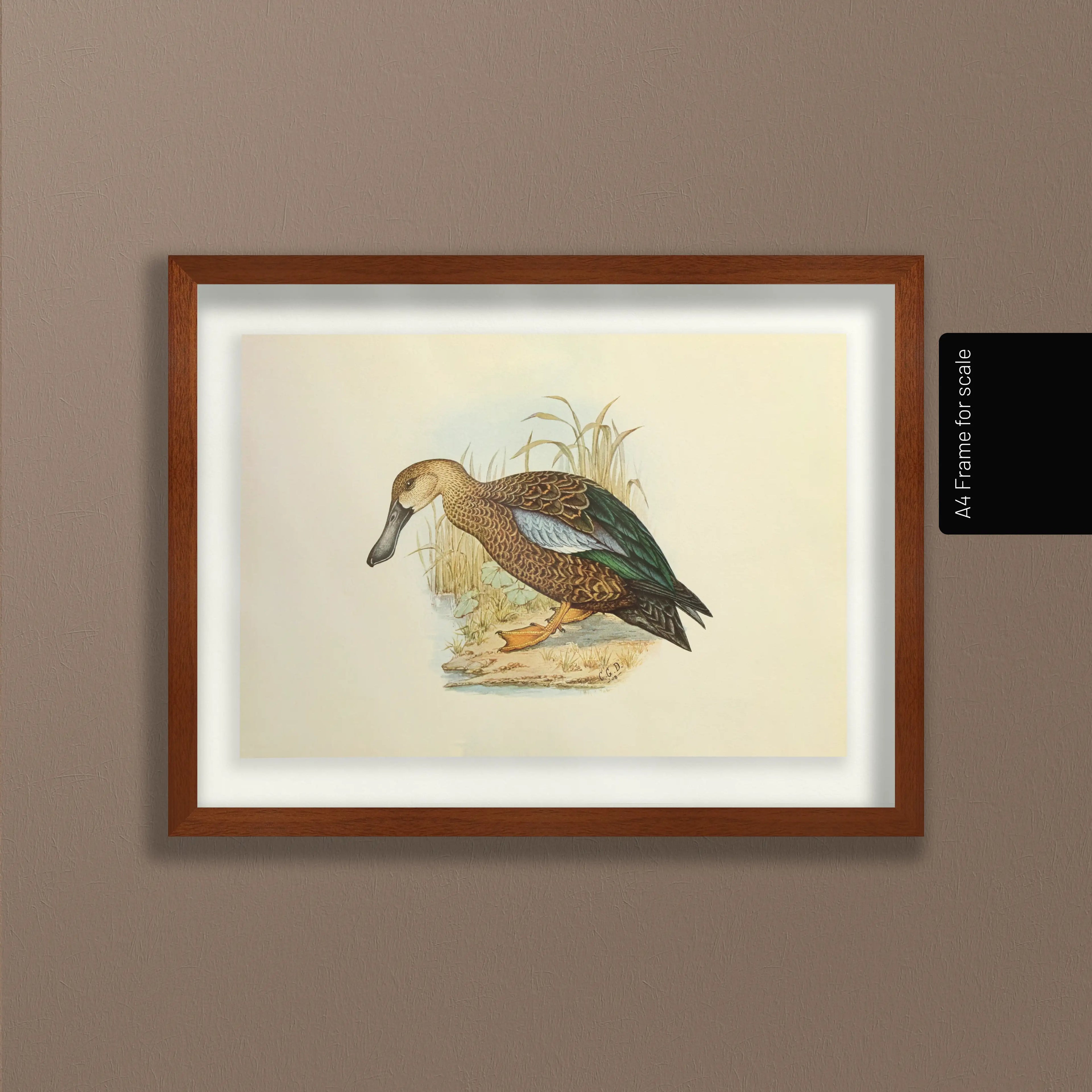 Natural History: Plate No. 35