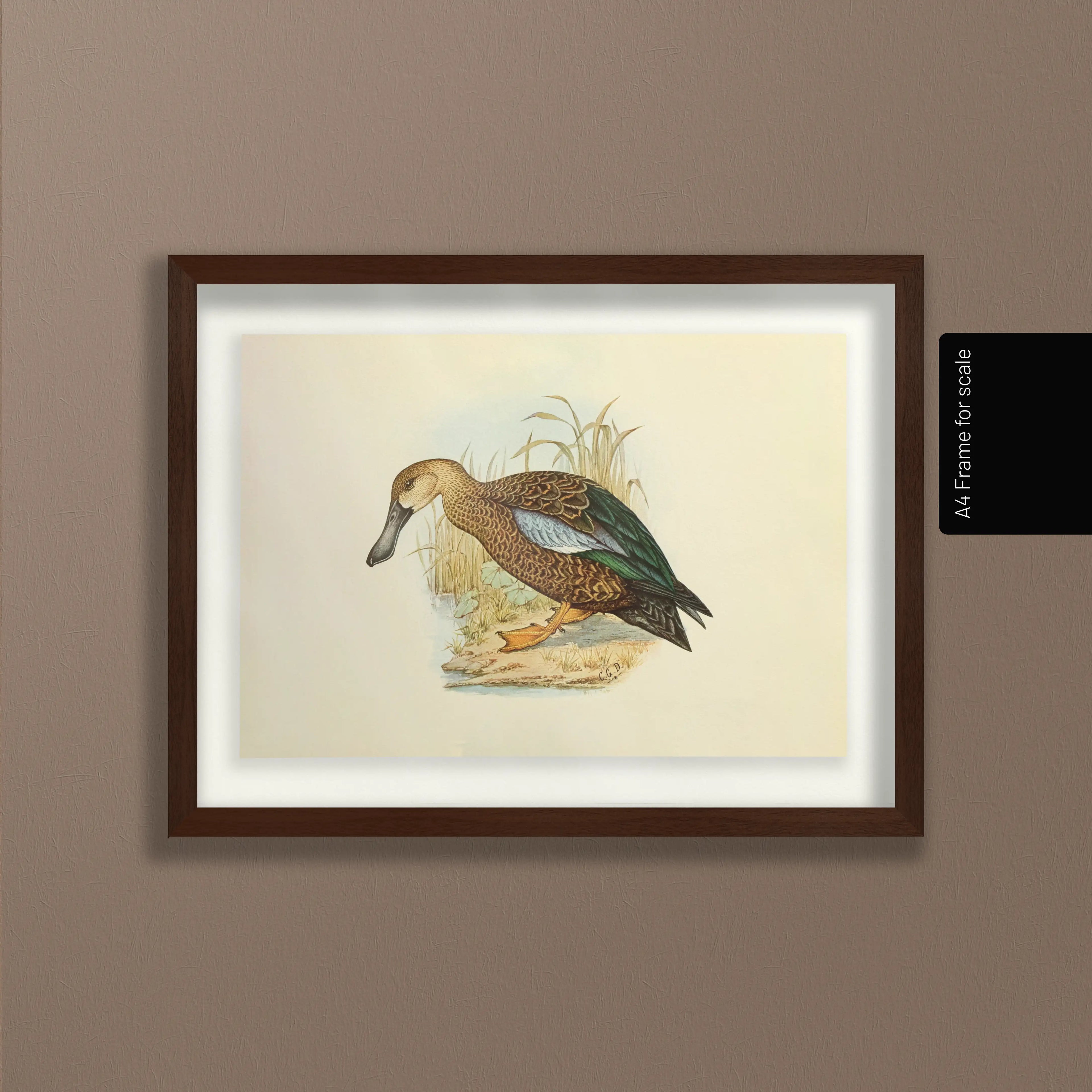 Natural History: Plate No. 35