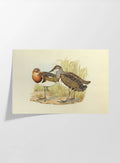 Natural History: Plate No. 36