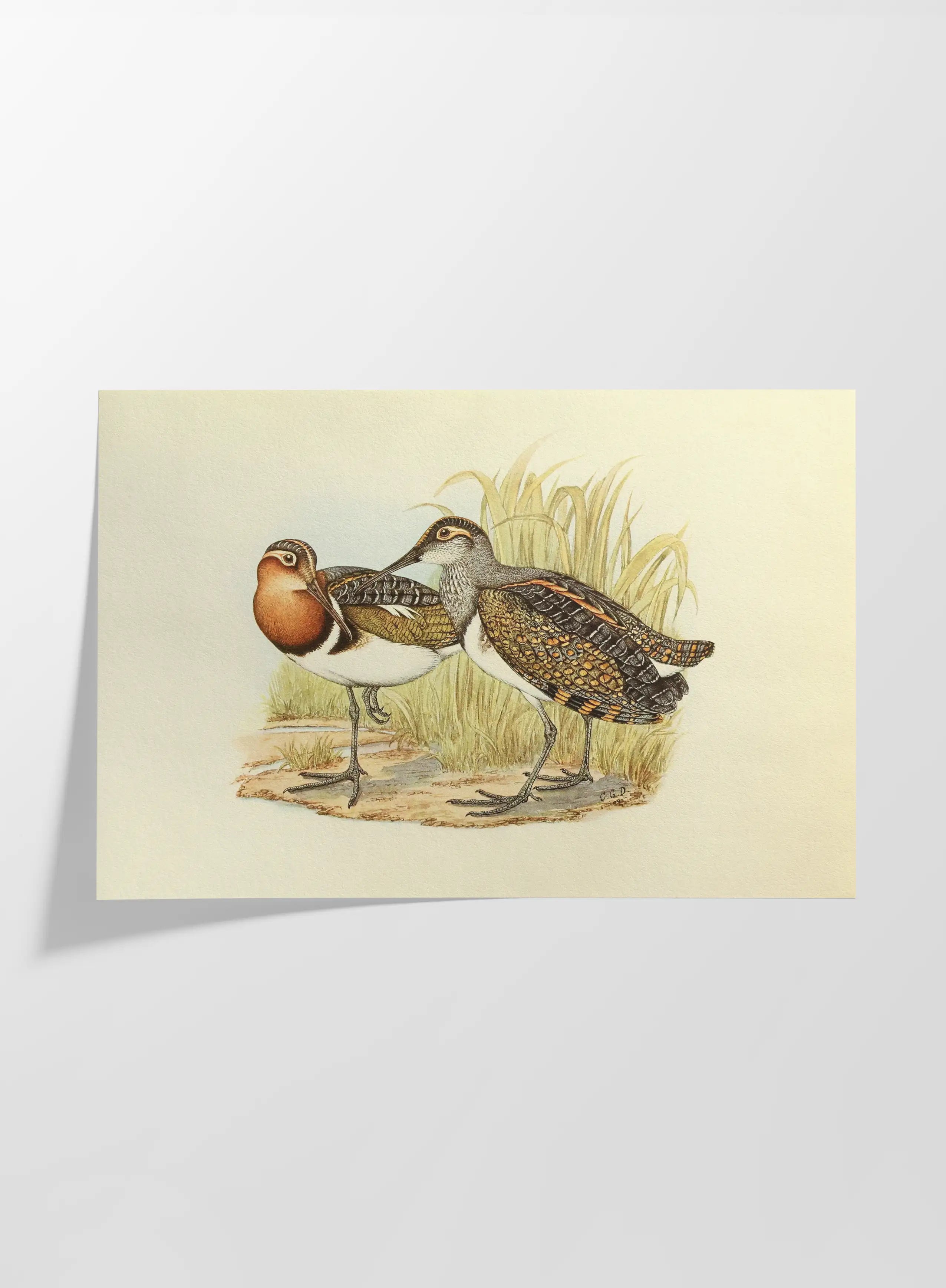 Natural History: Plate No. 36