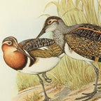 Natural History: Plate No. 36
