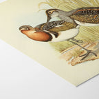 Natural History: Plate No. 36