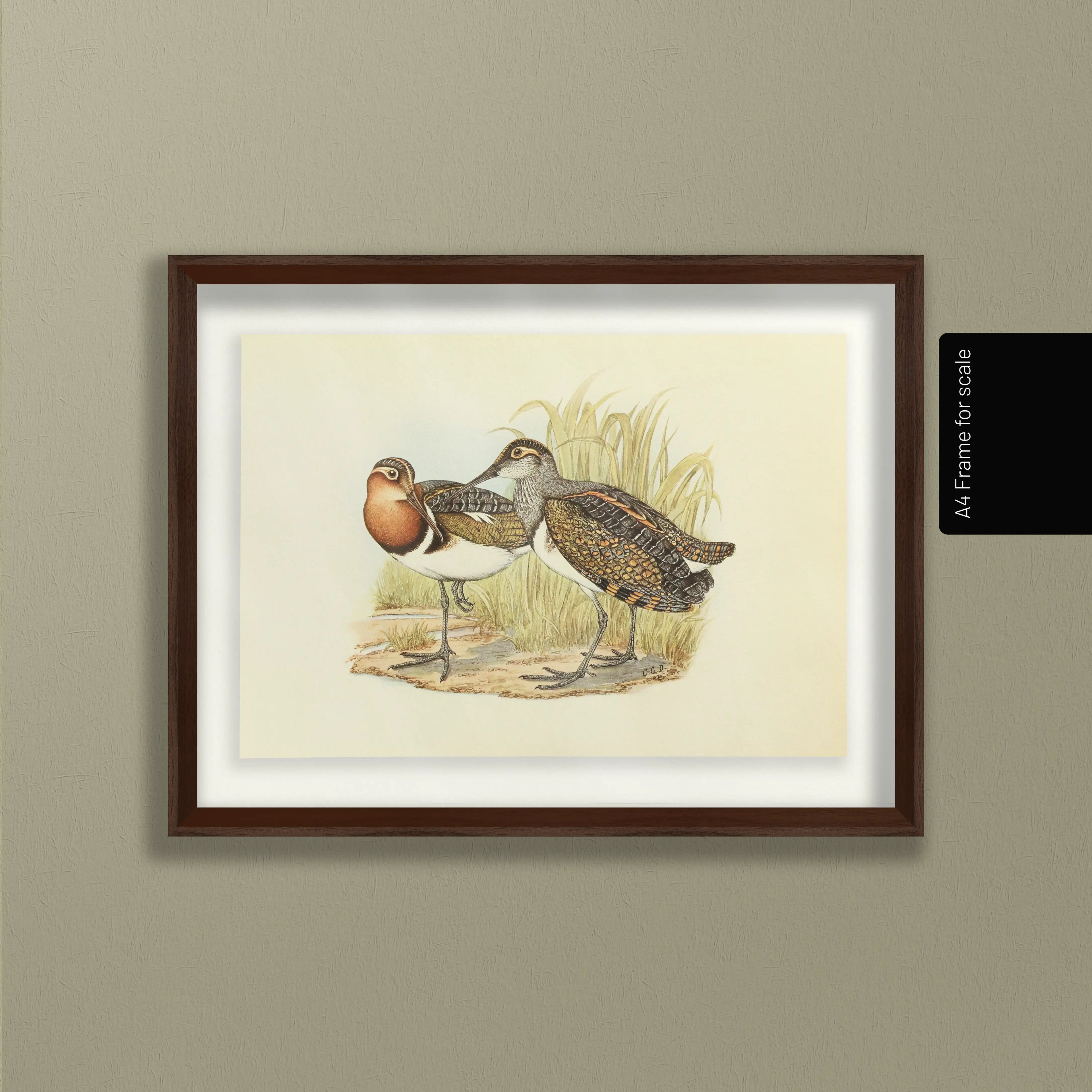 Natural History: Plate No. 36