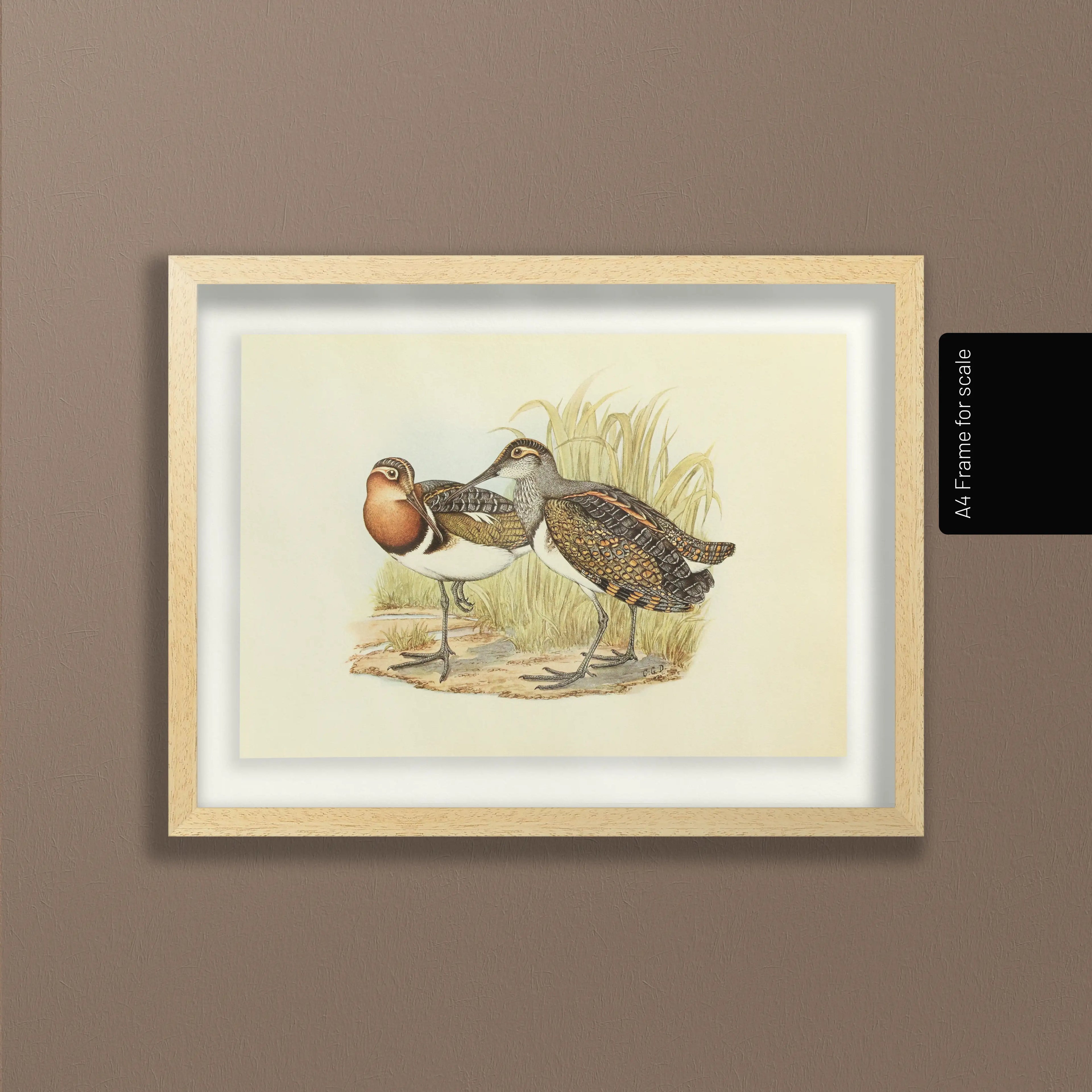 Natural History: Plate No. 36