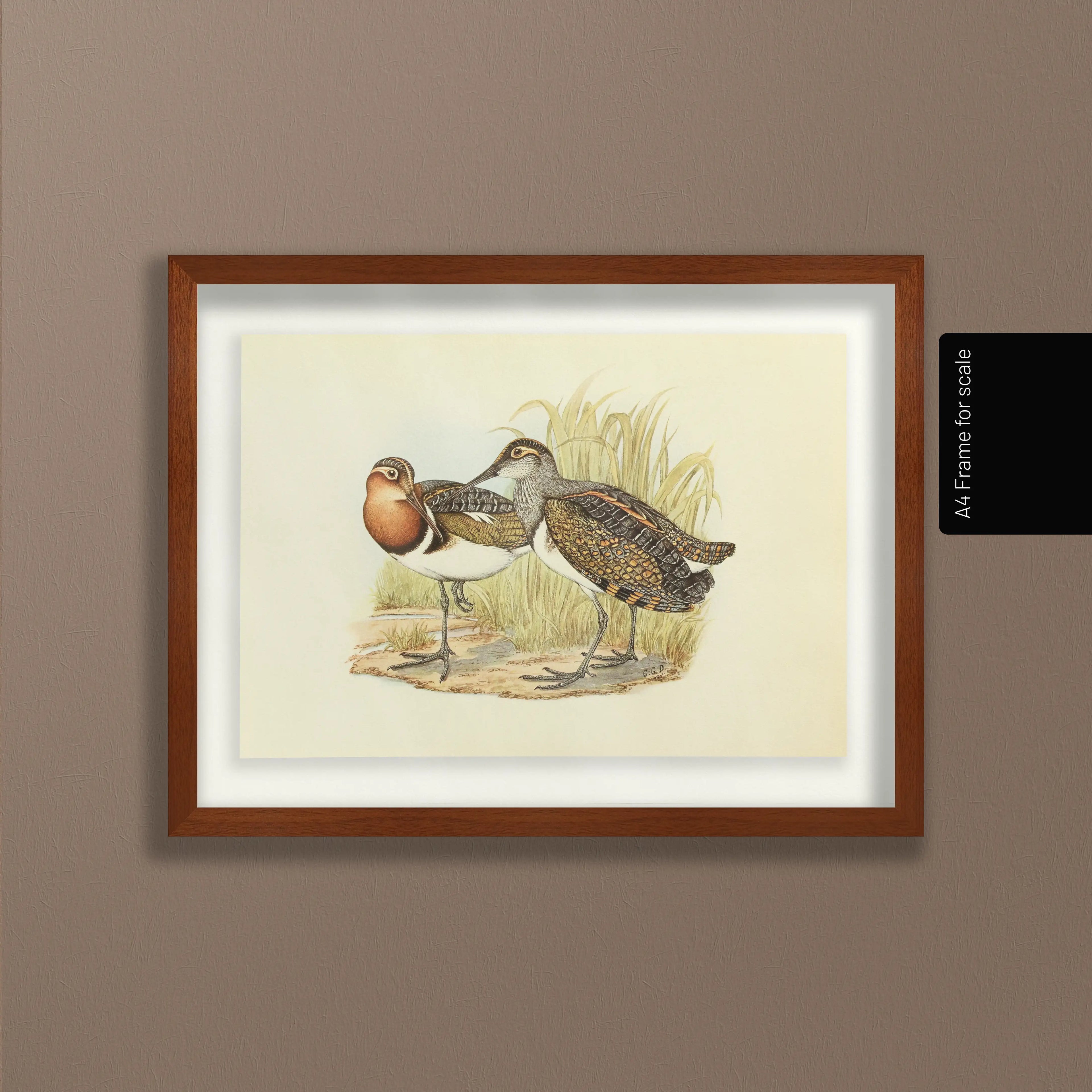 Natural History: Plate No. 36