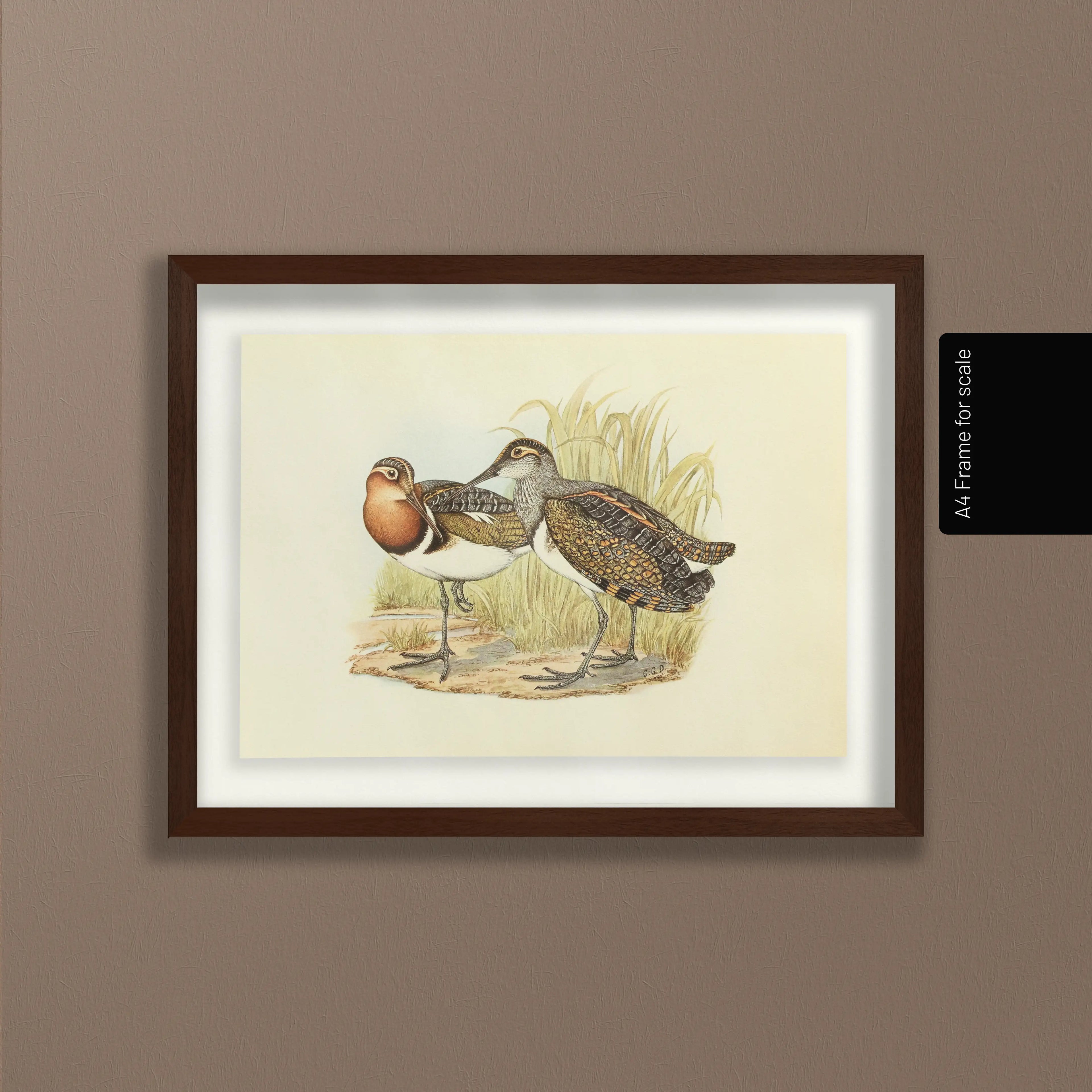 Natural History: Plate No. 36