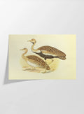 Natural History: Plate No. 37