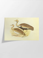 Natural History: Plate No. 37